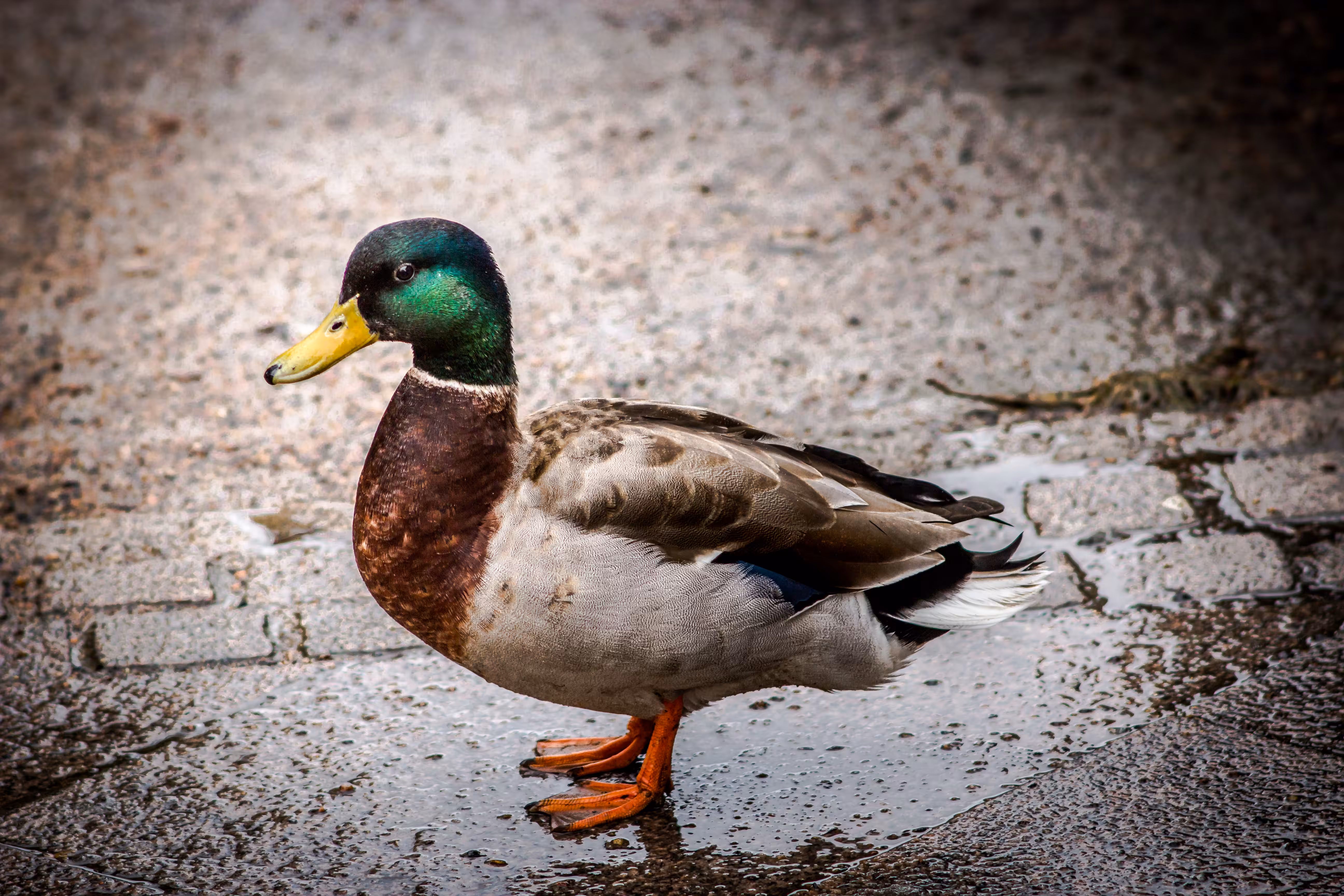 MALLARD DUCK 