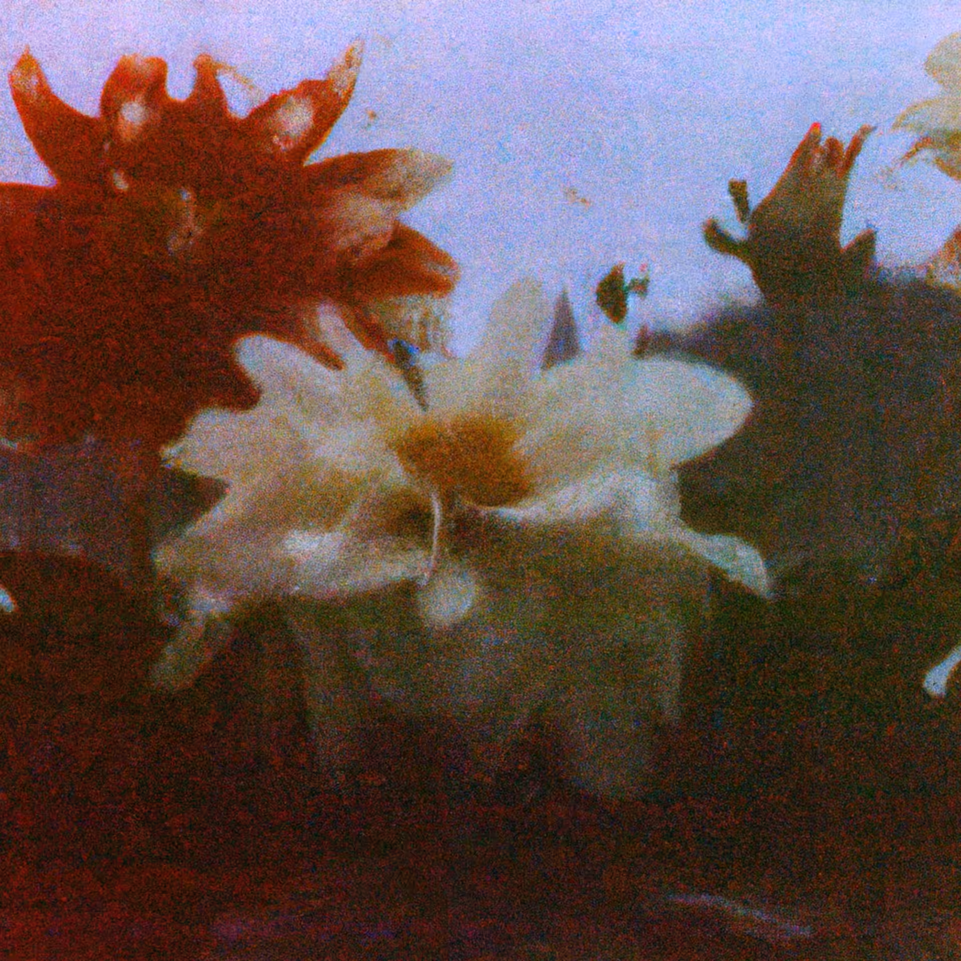 They miraculously  bloomed