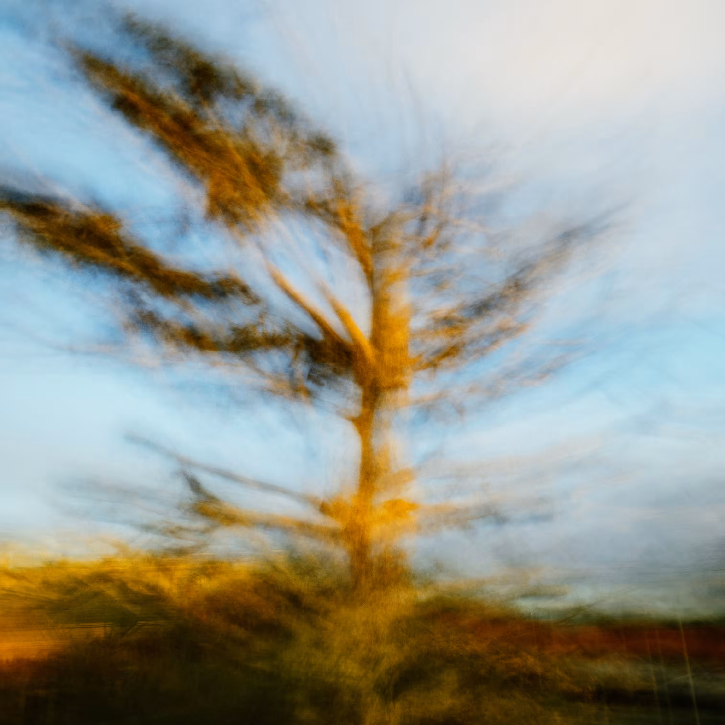 Branching Out