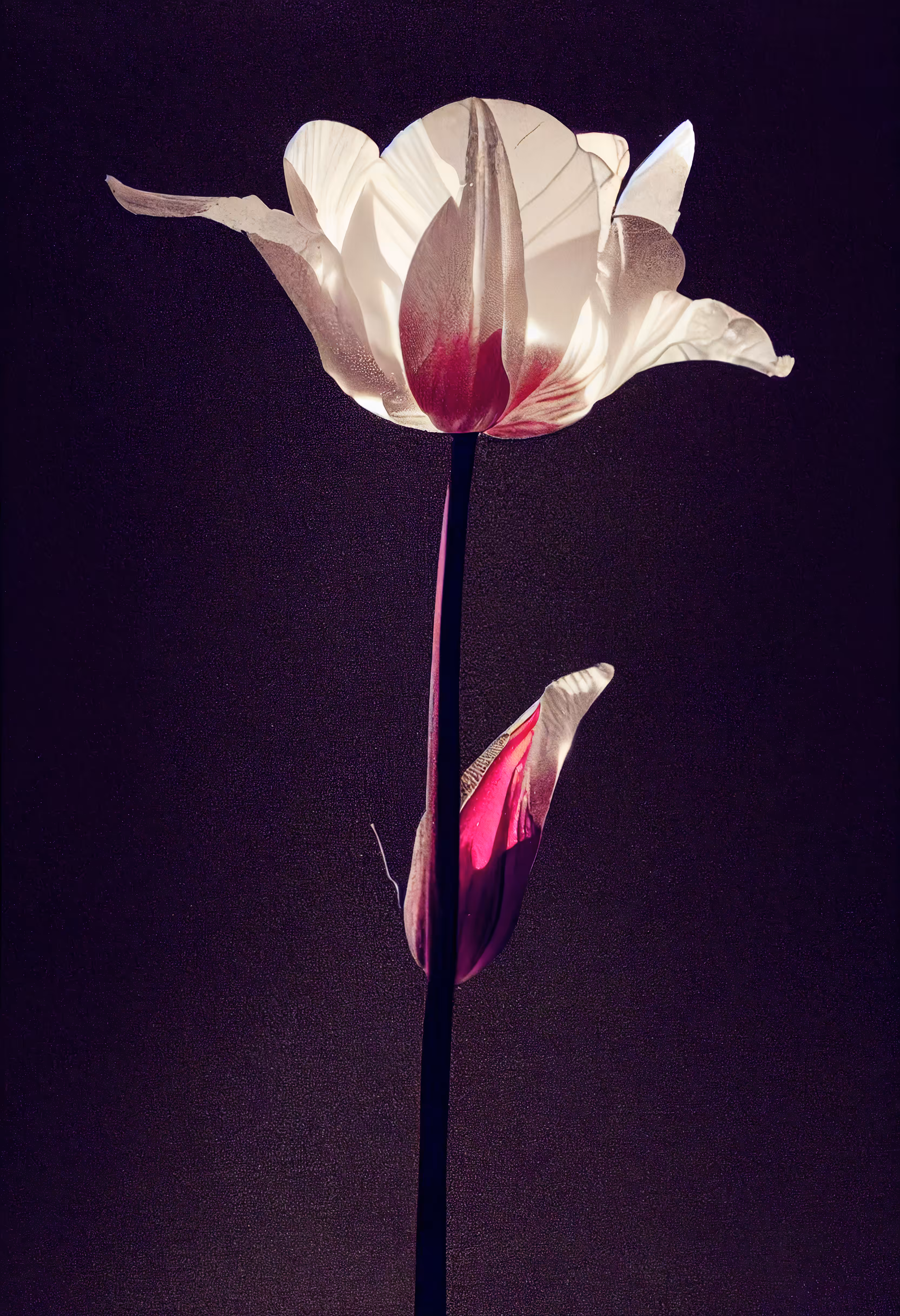 A Flower, Just For You. #198