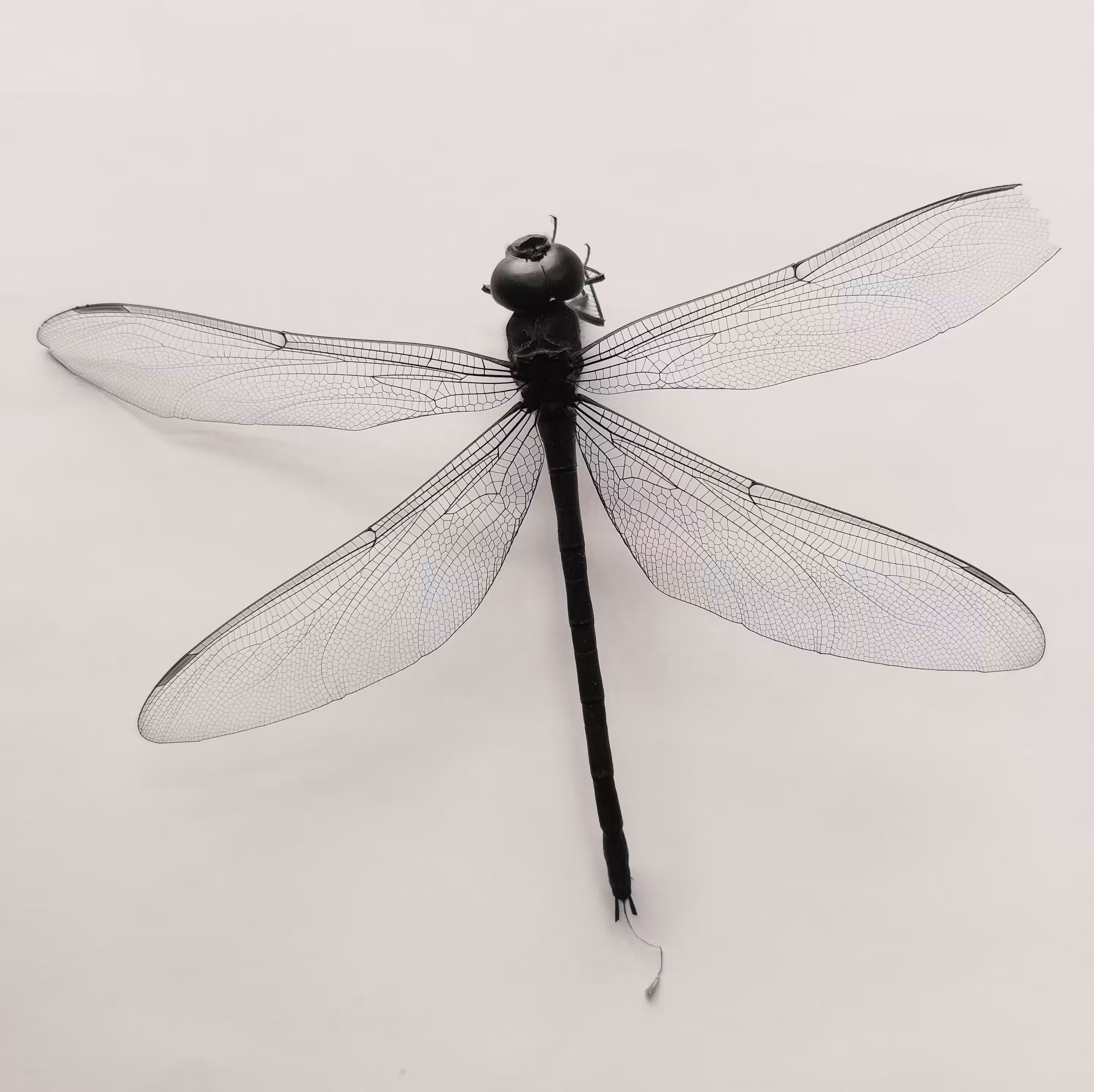 dragonfly no.1