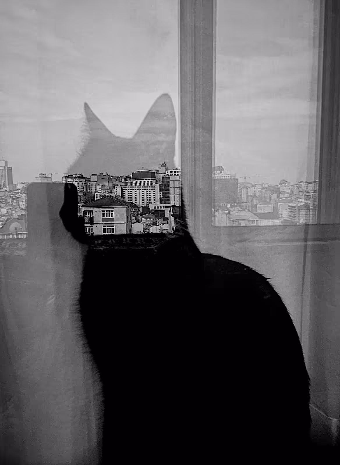 Cat City 