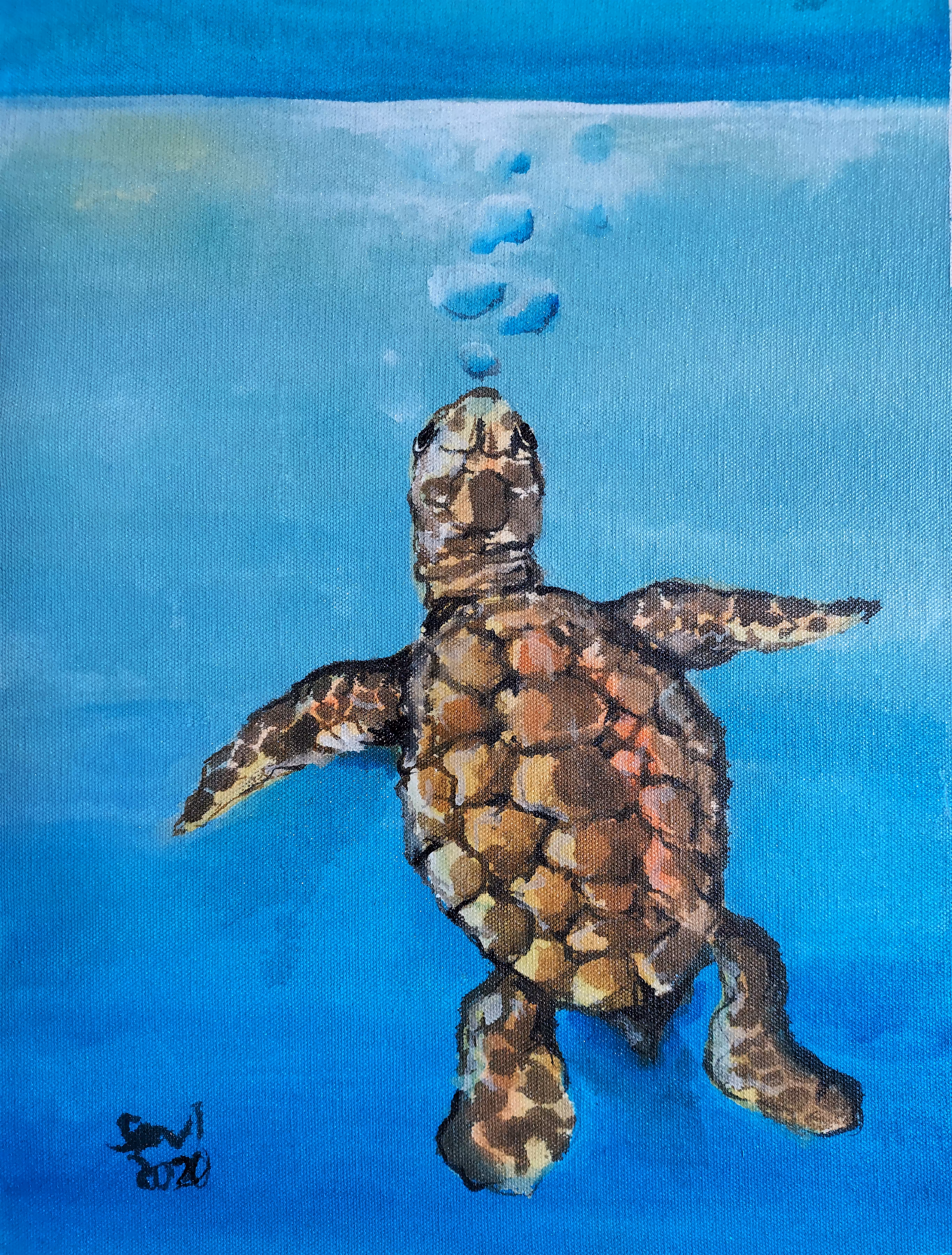 Shelly the Turtle