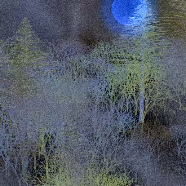 Moonlit Native Bush #46