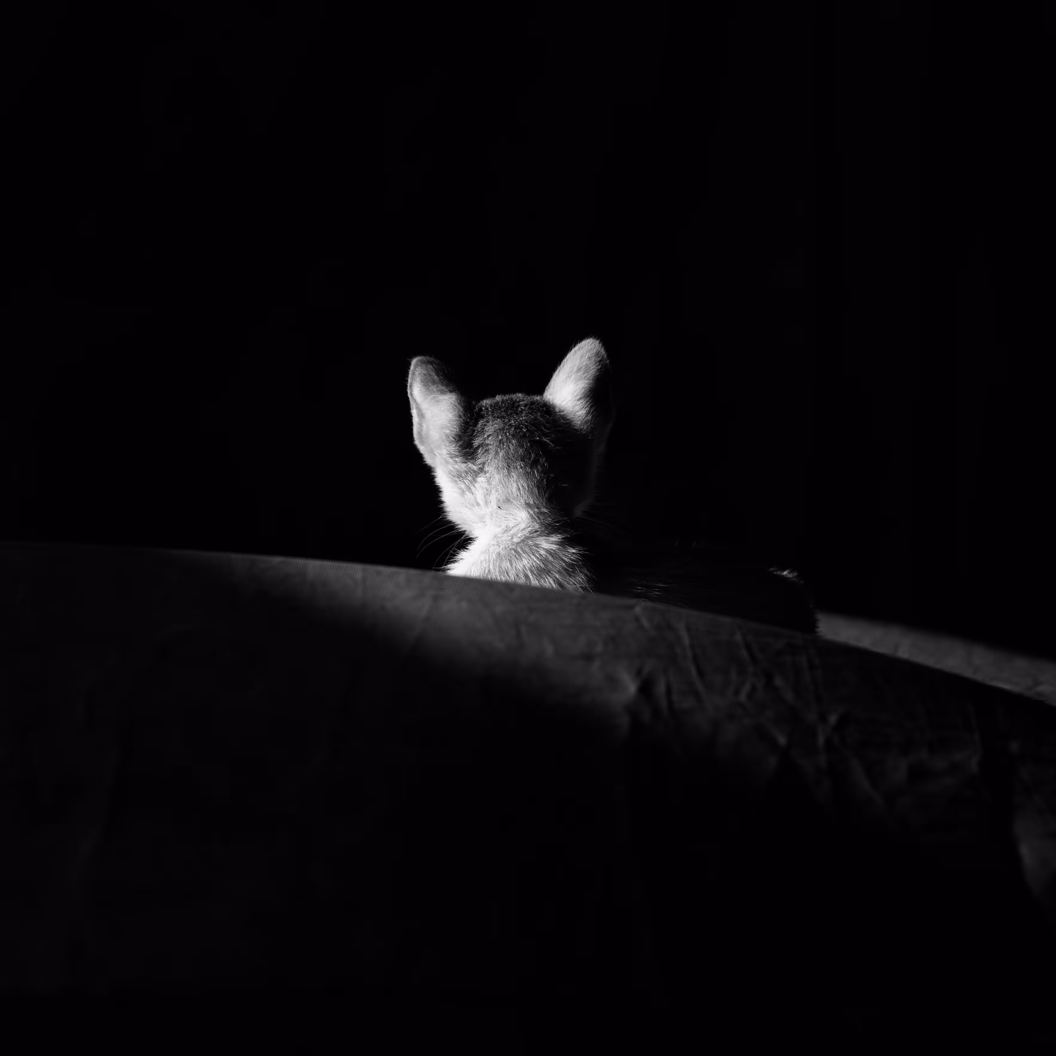 The Lost Kitten