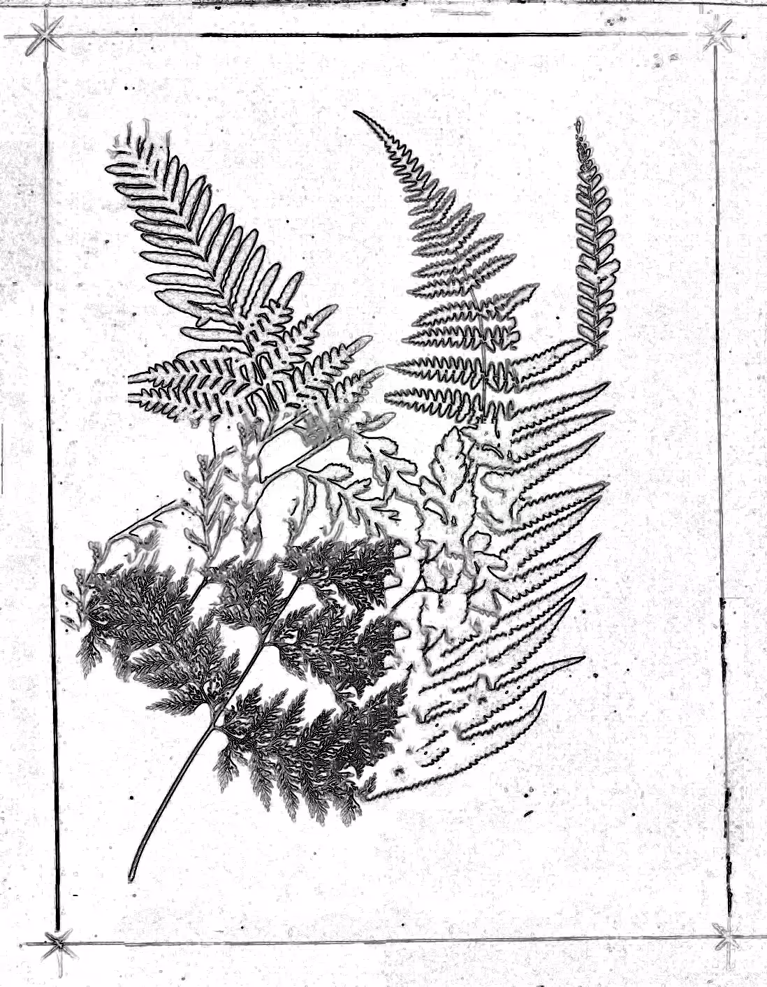 Metafern [m]