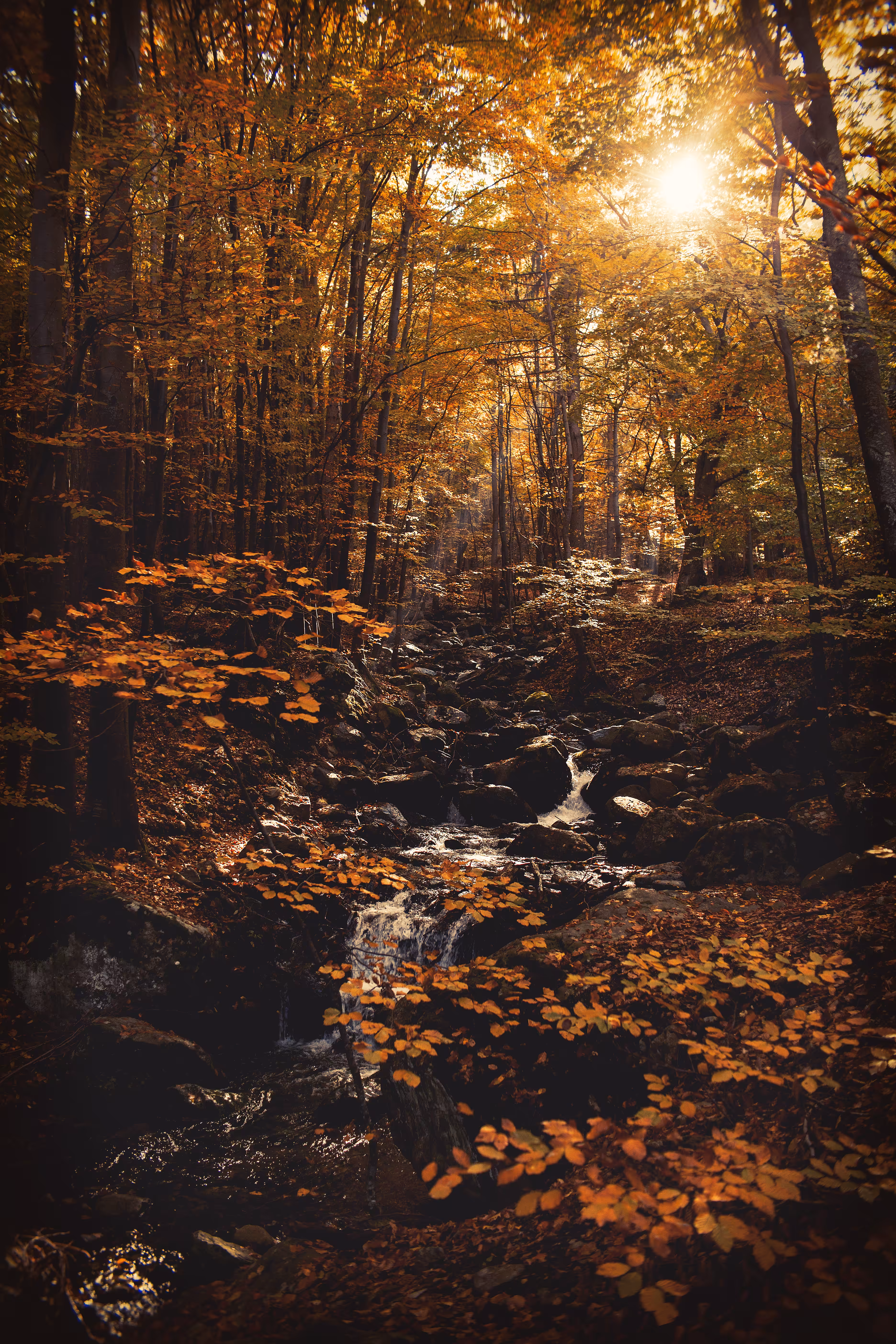 Tapestry of Gold