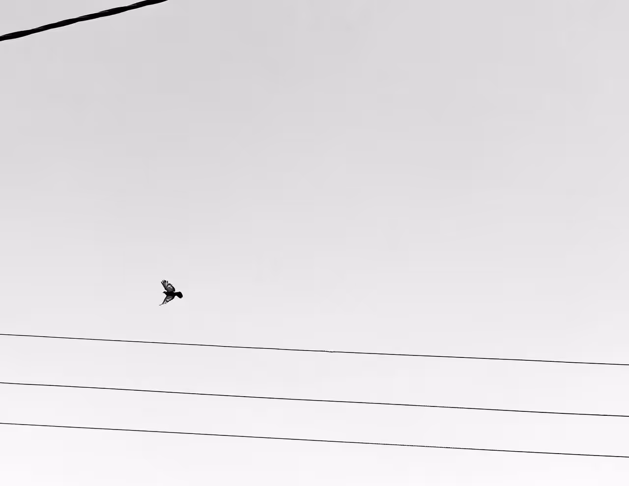 dream of freedom