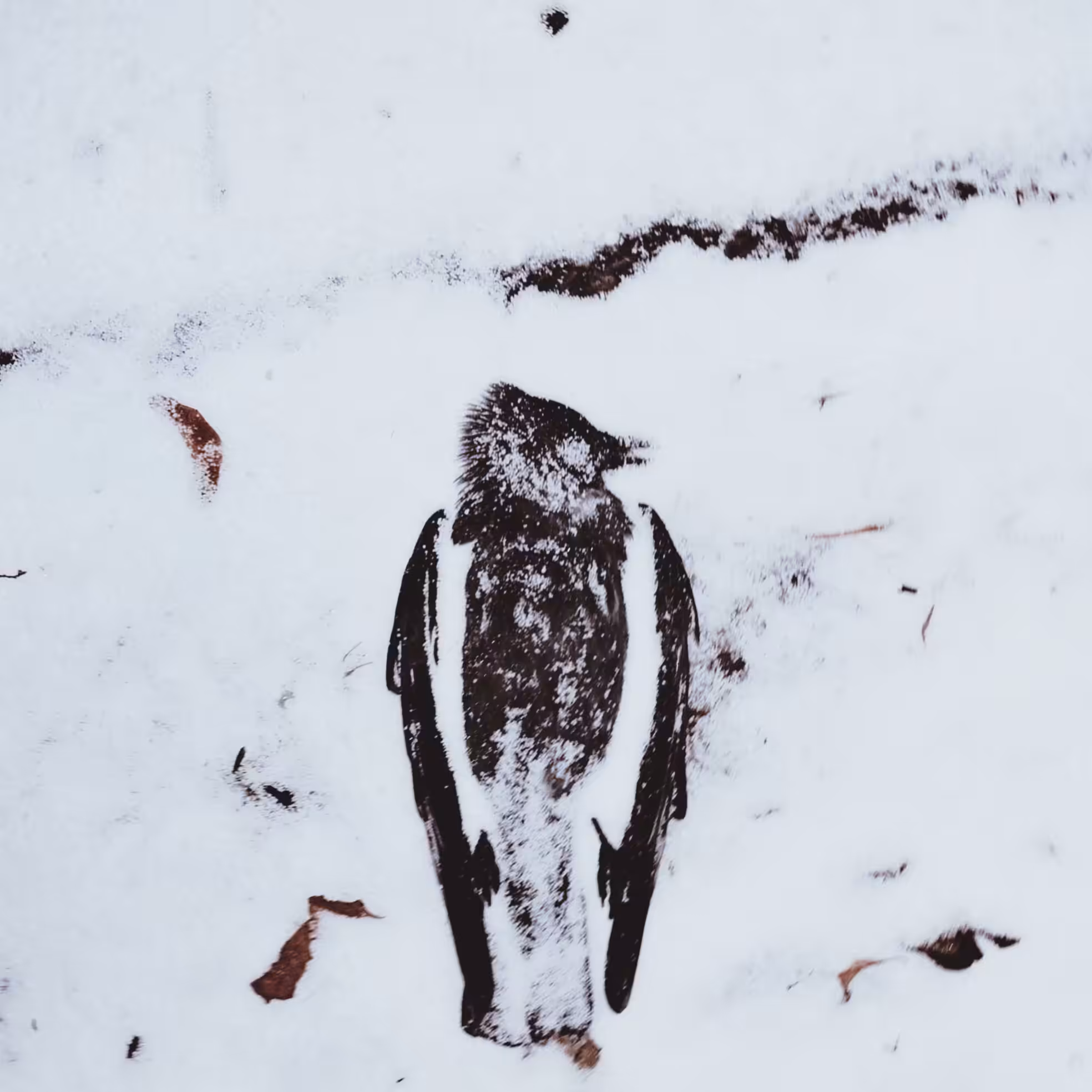  Deep freeze the heart