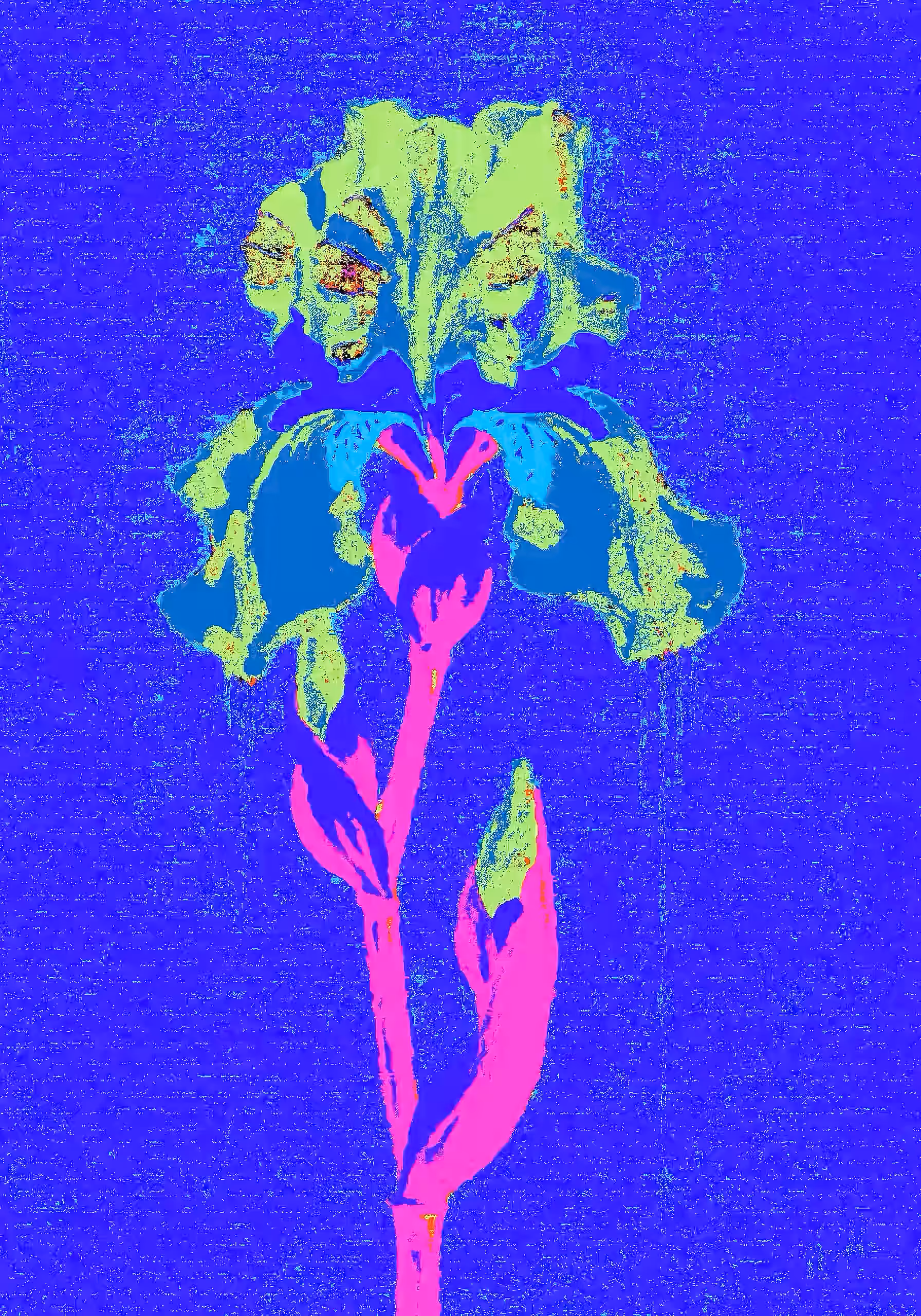 Blue Iris
