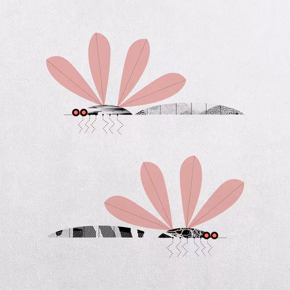 Mosquito Abstraction #5