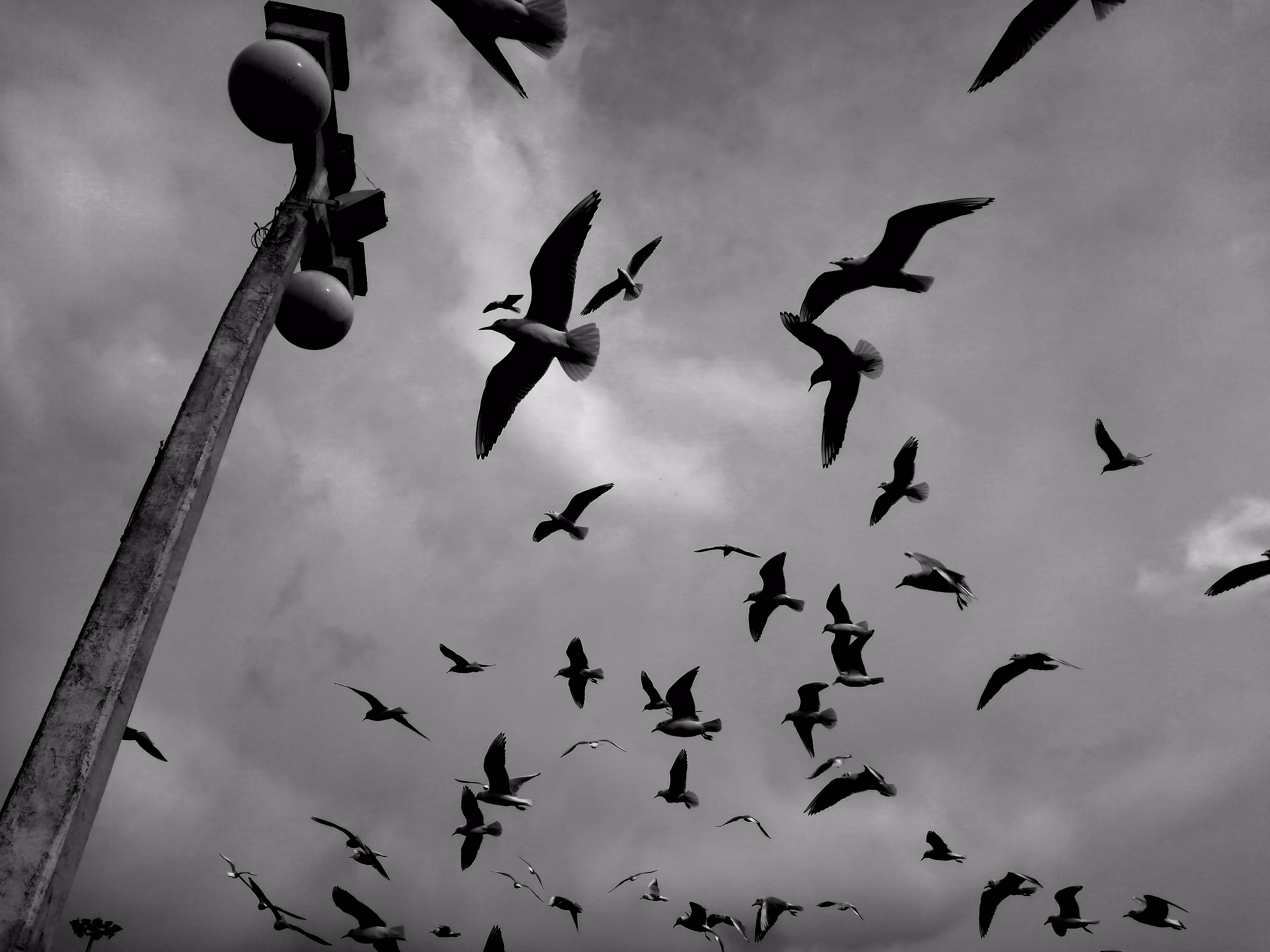 gulls