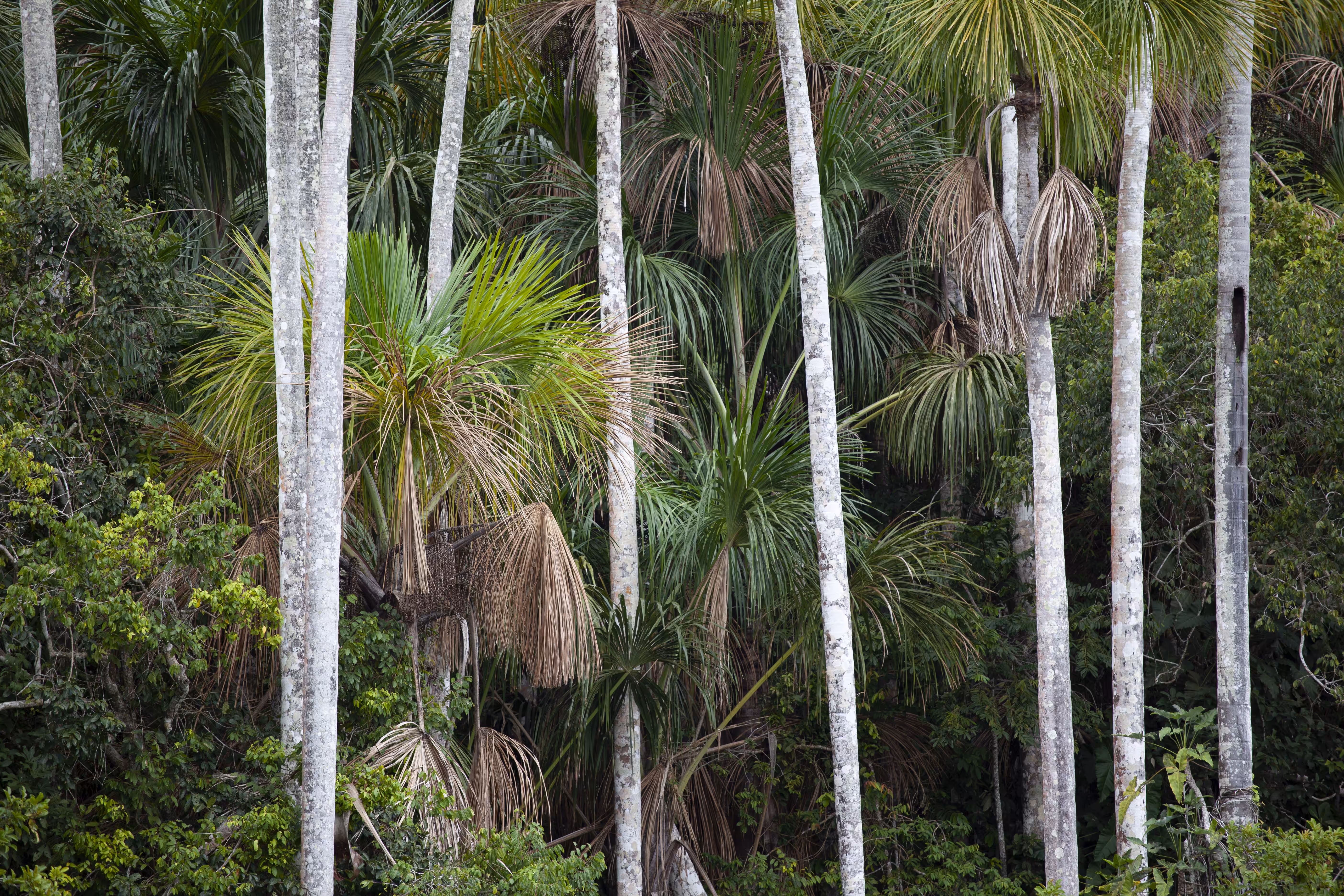 Mauritia flexuosa 1