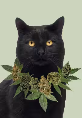 catporrito