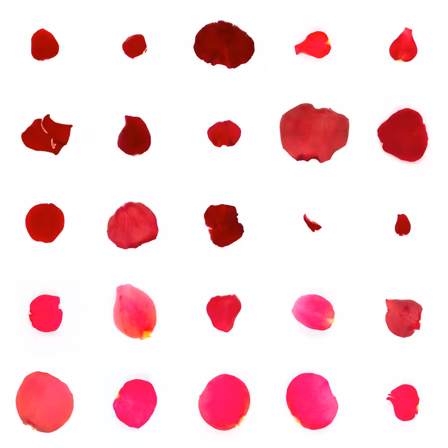 Infinite Petals 5x5#21839