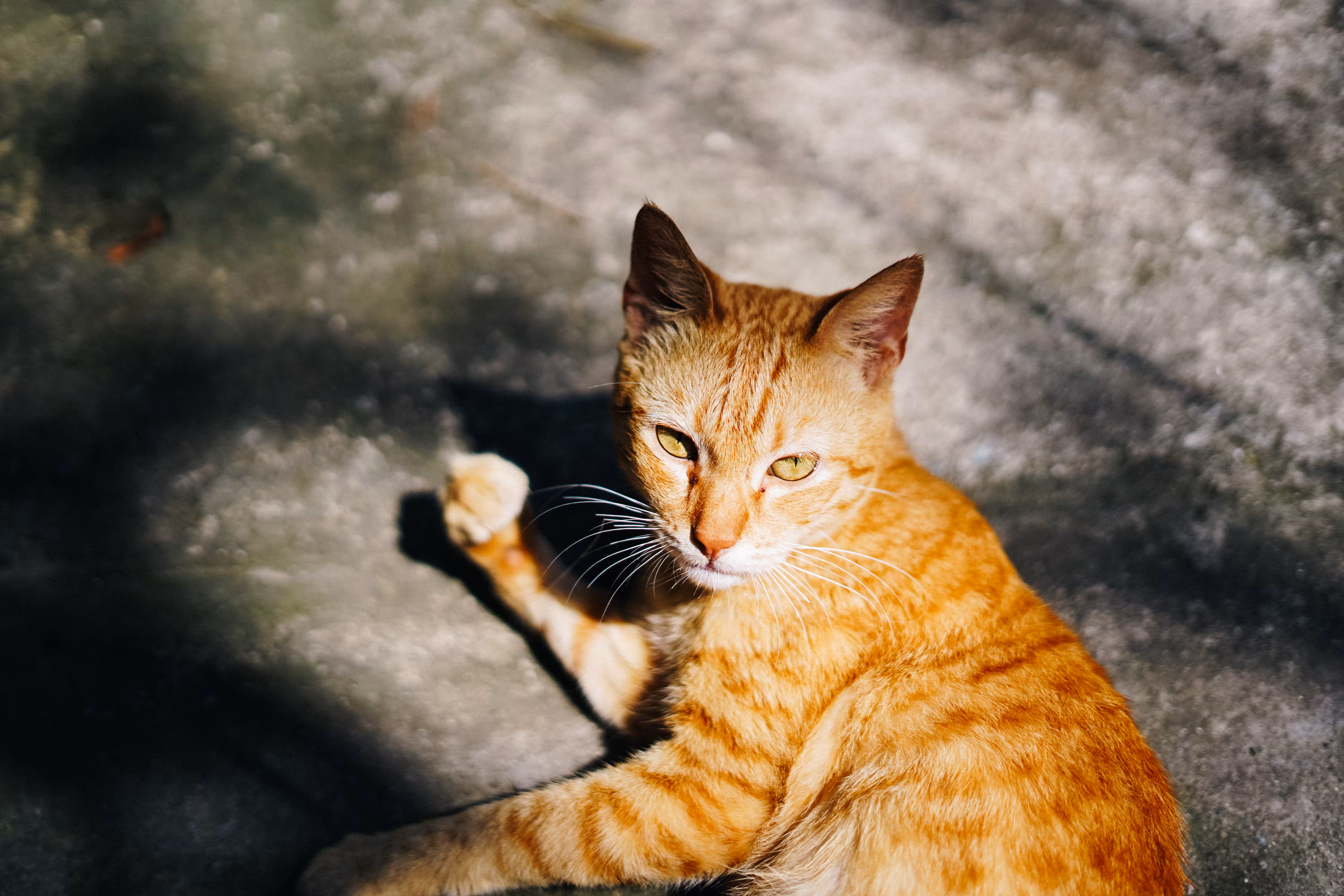 Travelouge: Batanes: Dilaw, the Batanes Cat