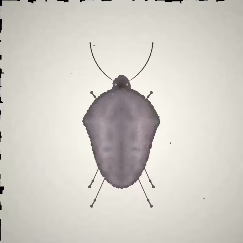 Beetle Sketches #7