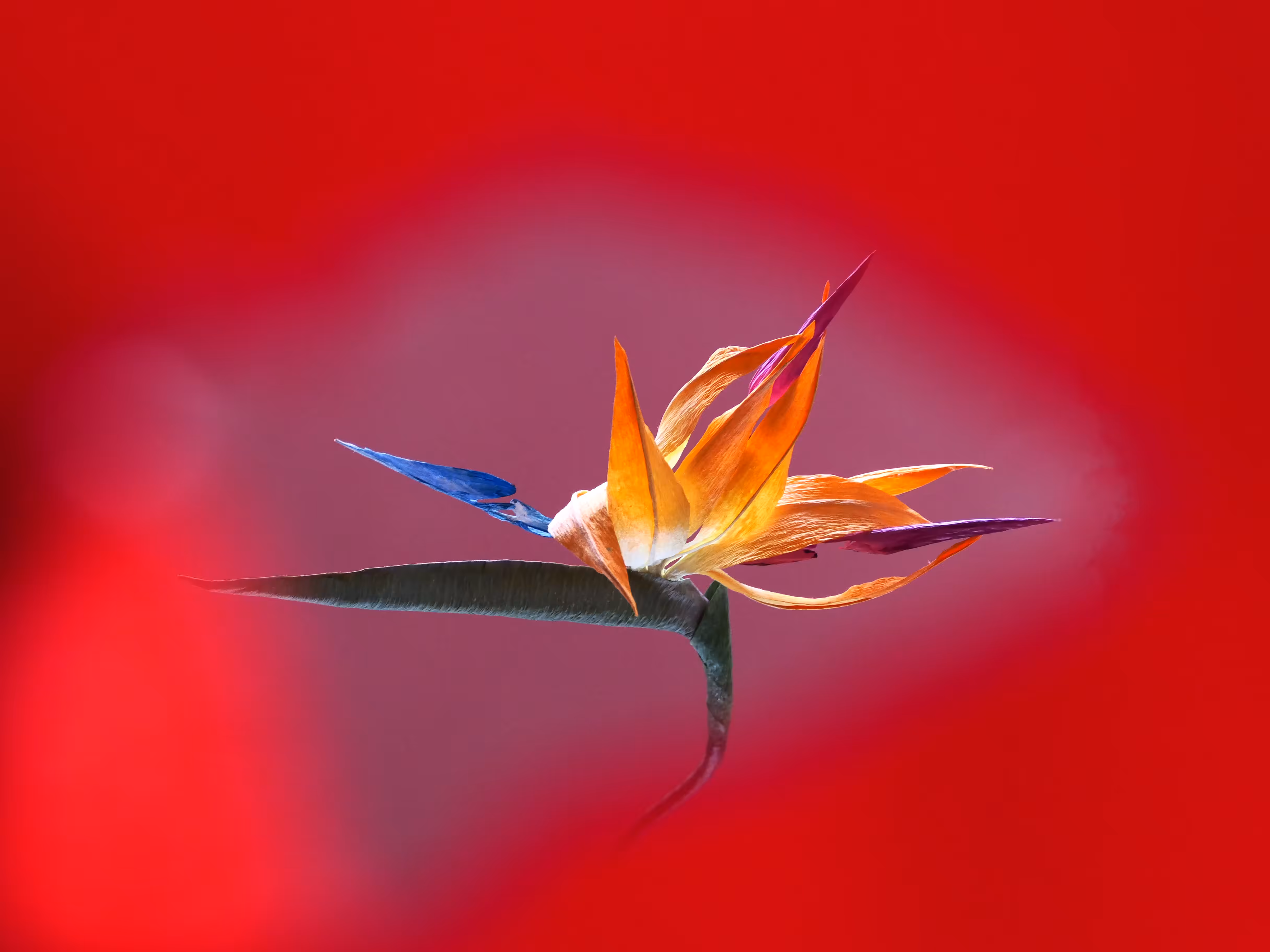 Flower.2