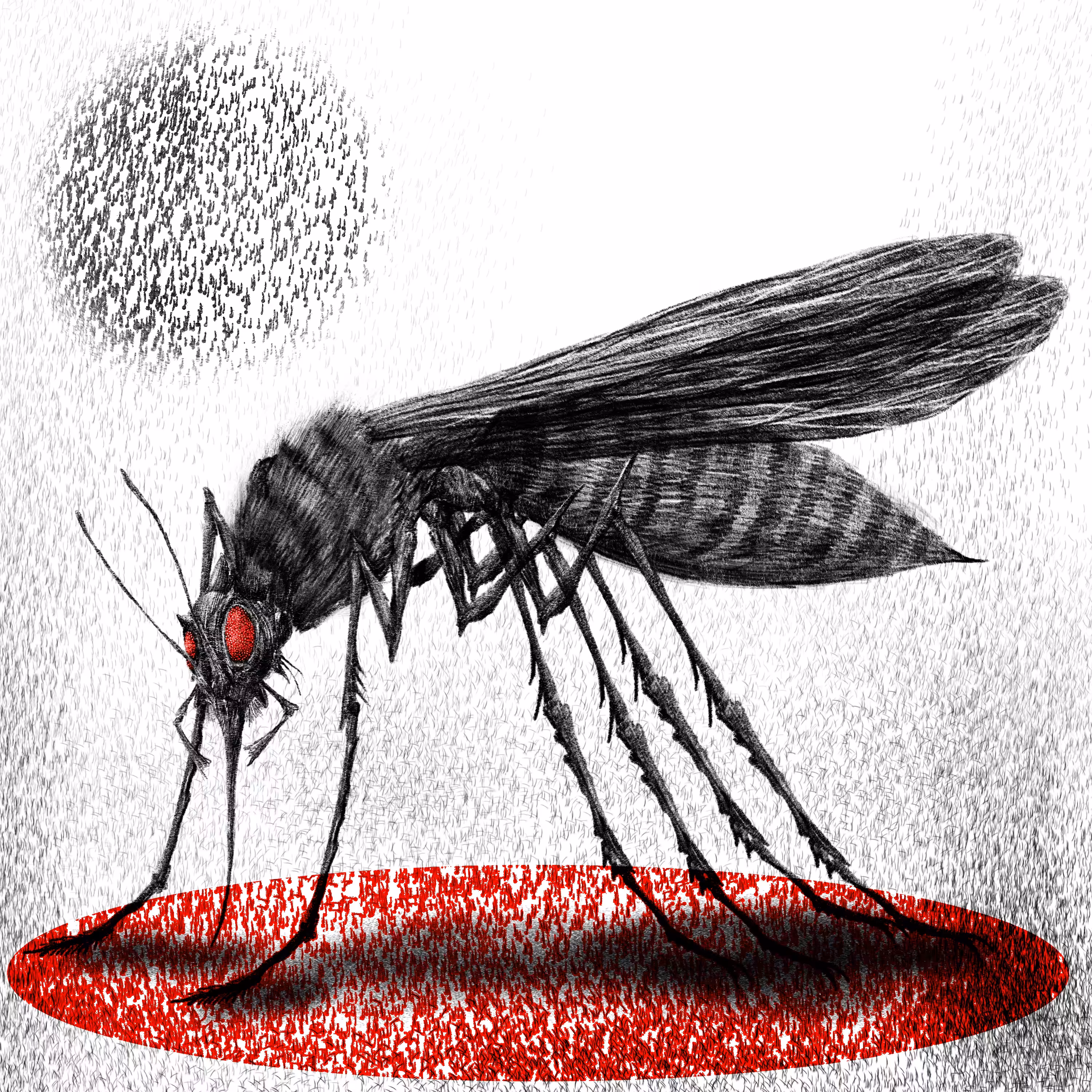 THE INSECTS: MOSQUITO