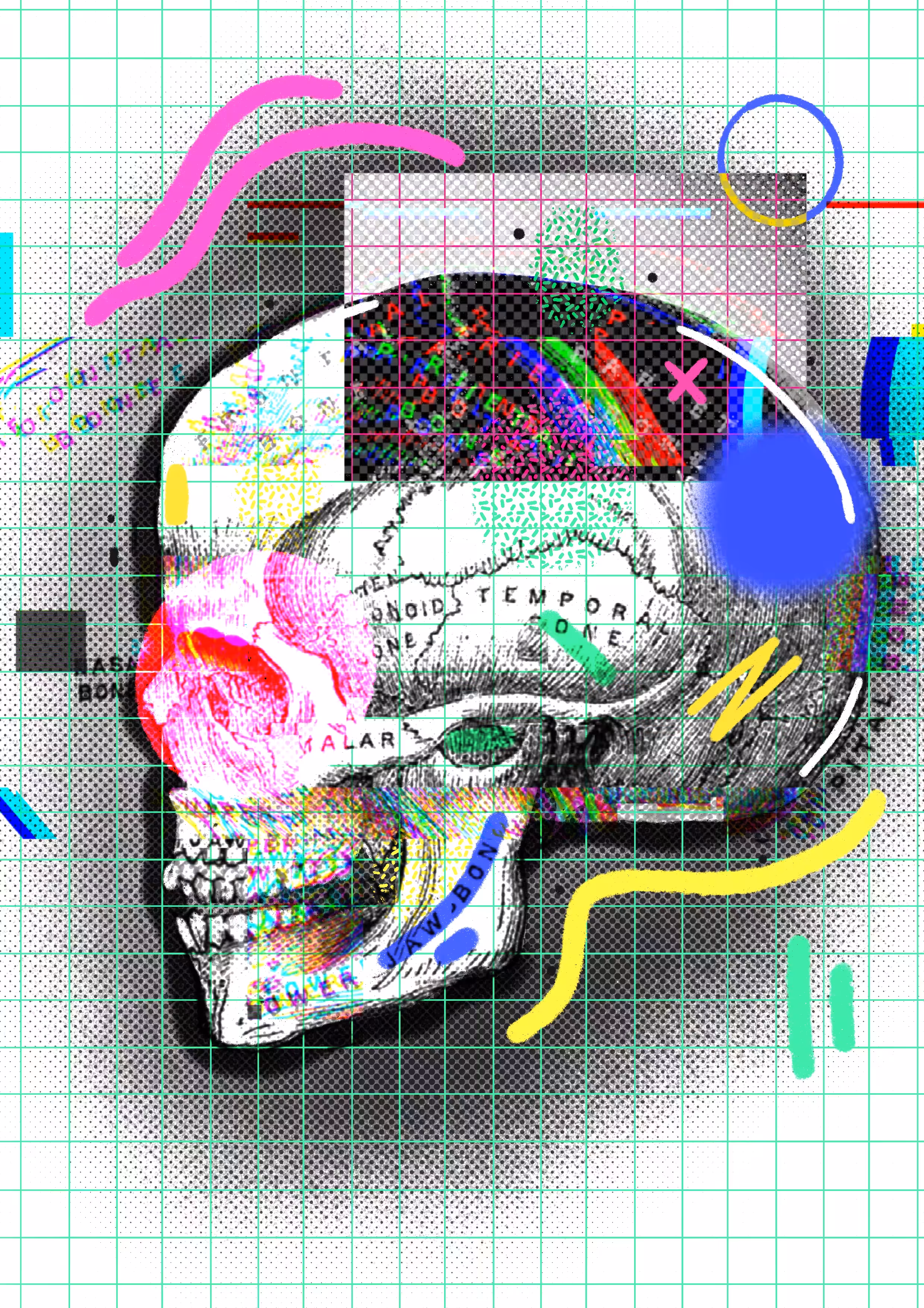 Cranium