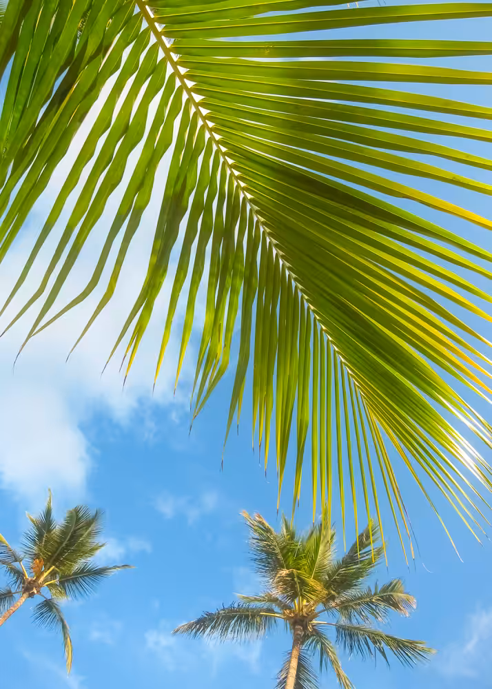Frondship II