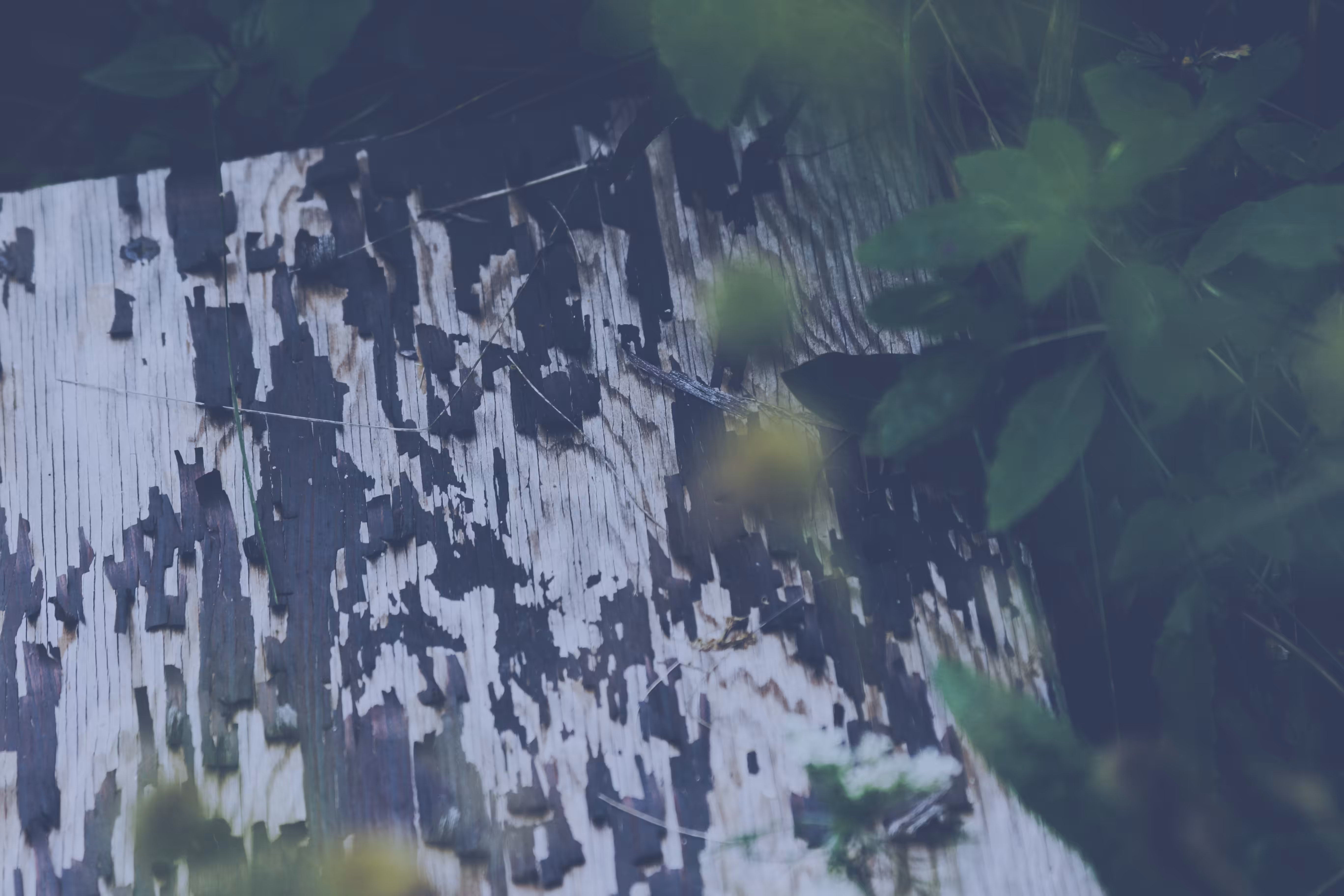 _reveal
