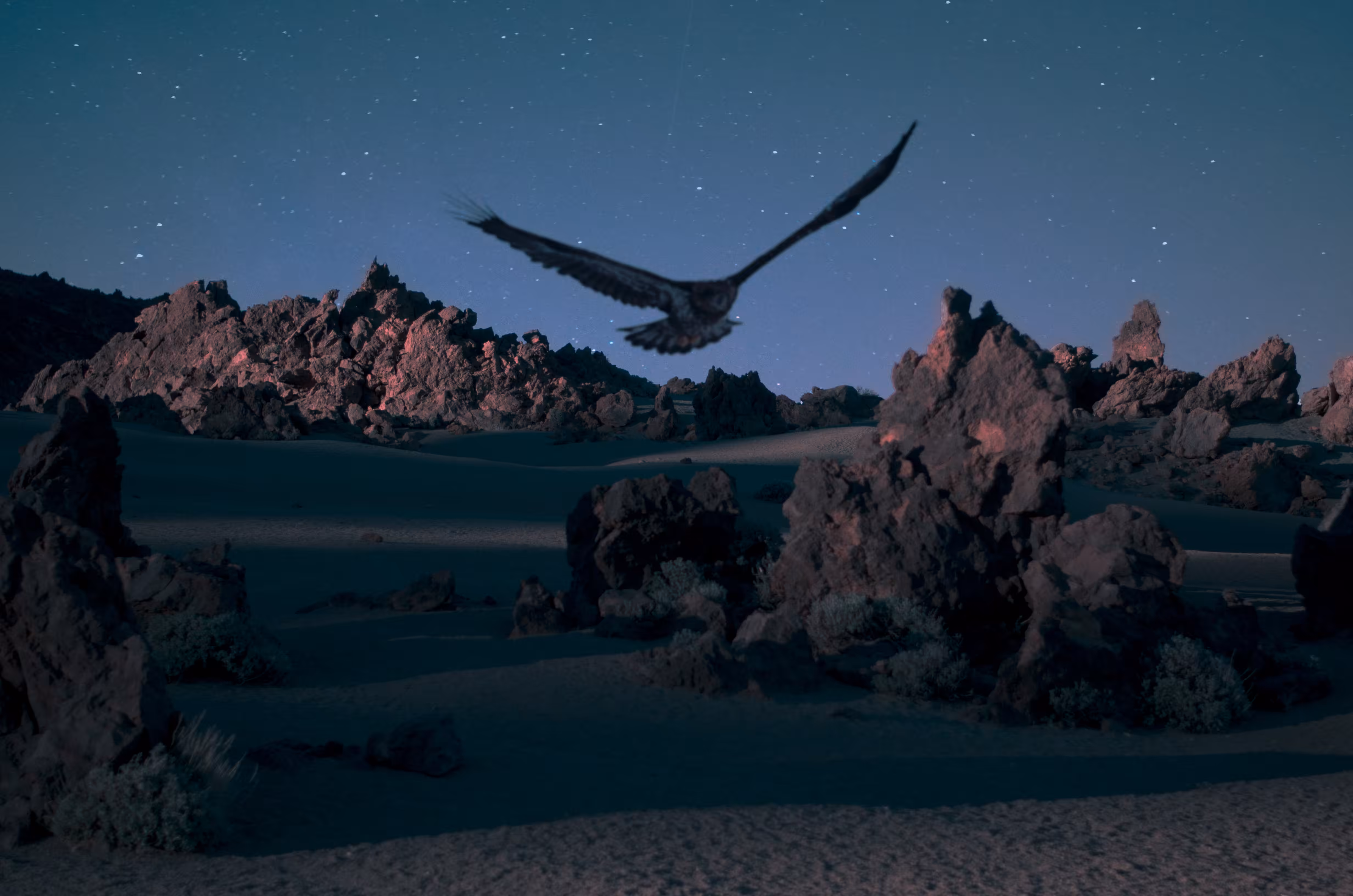 Night Birds II