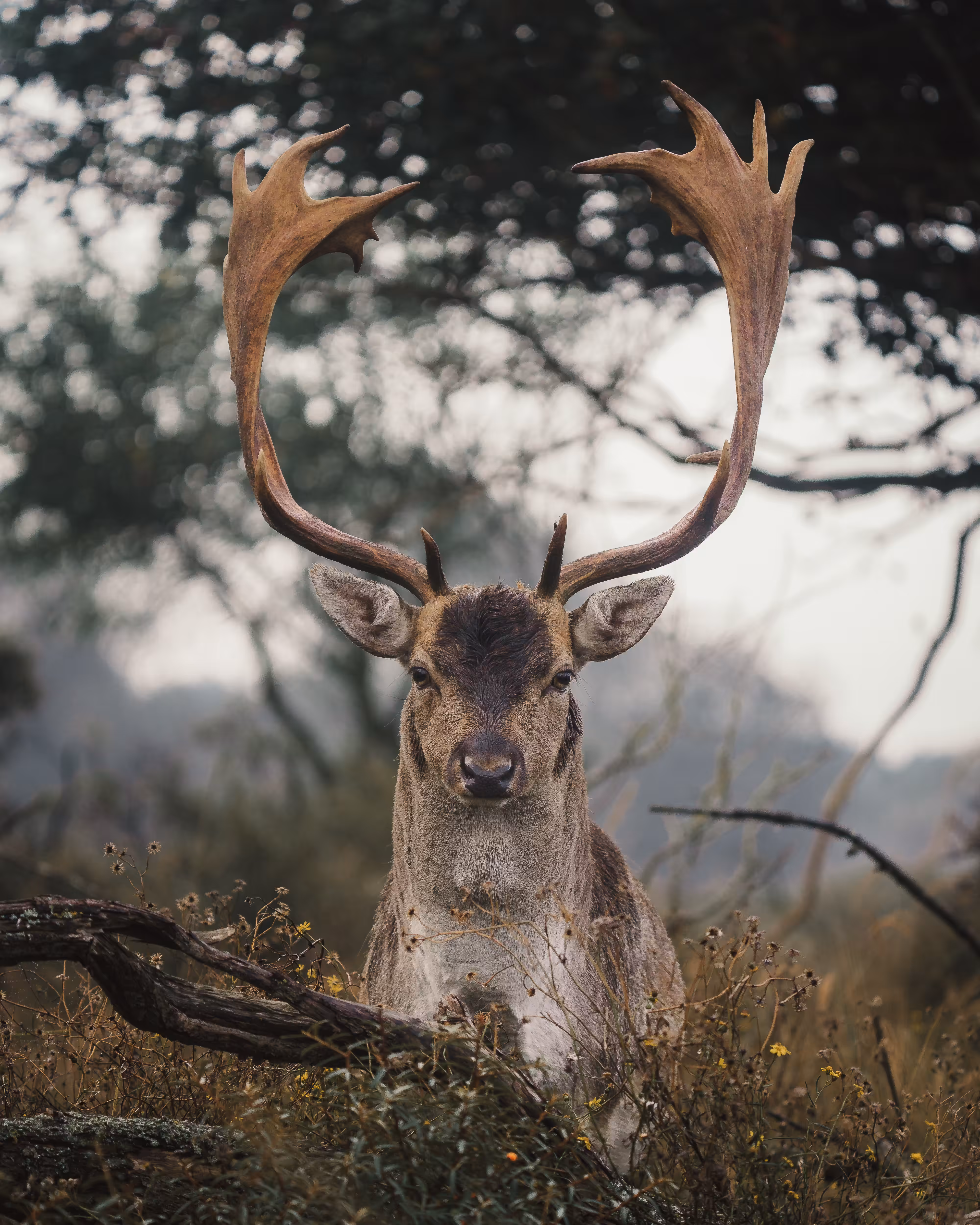 King of the Forest