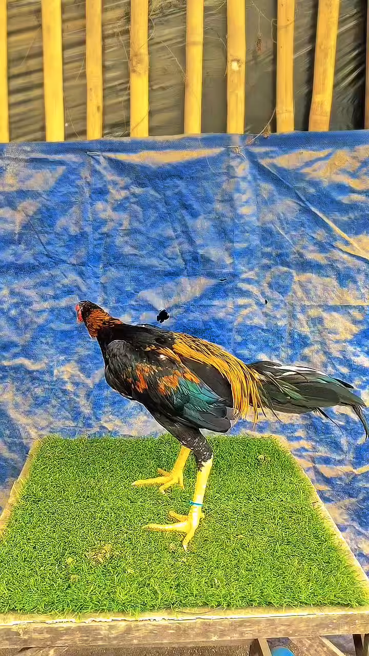 Golden bird