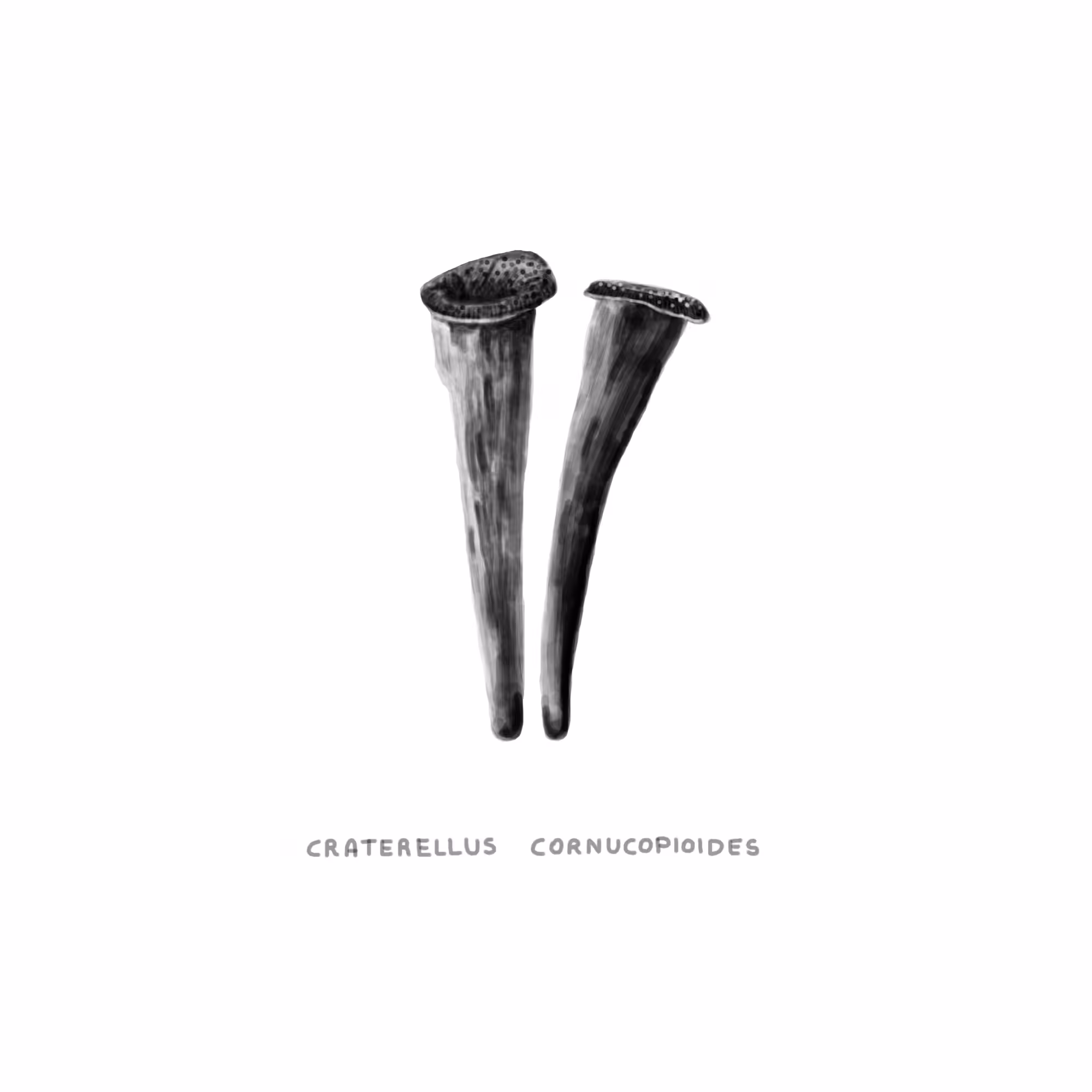 #27 MUSIC - Craterellus Cornucopioides