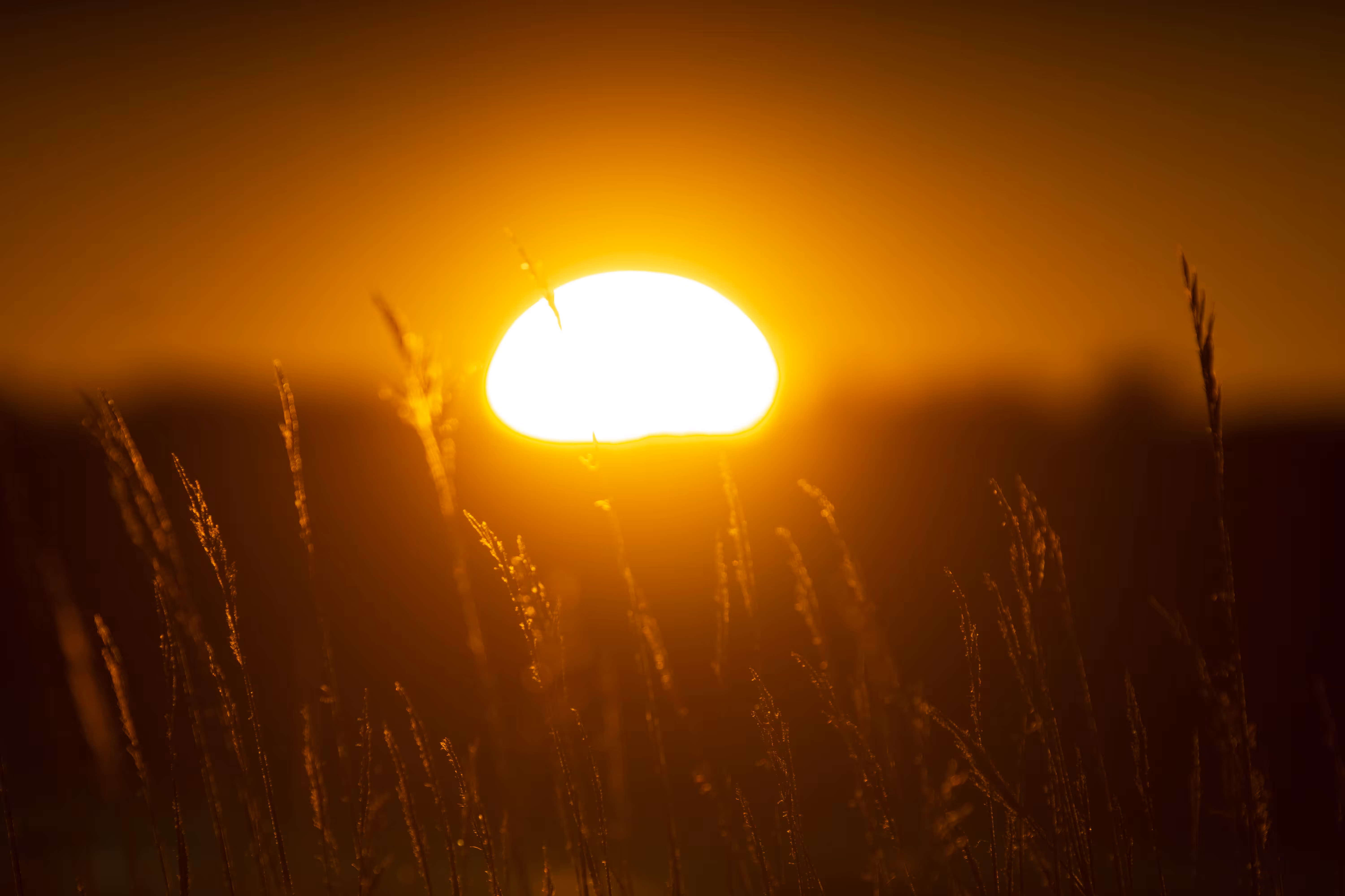 Honey Sunset