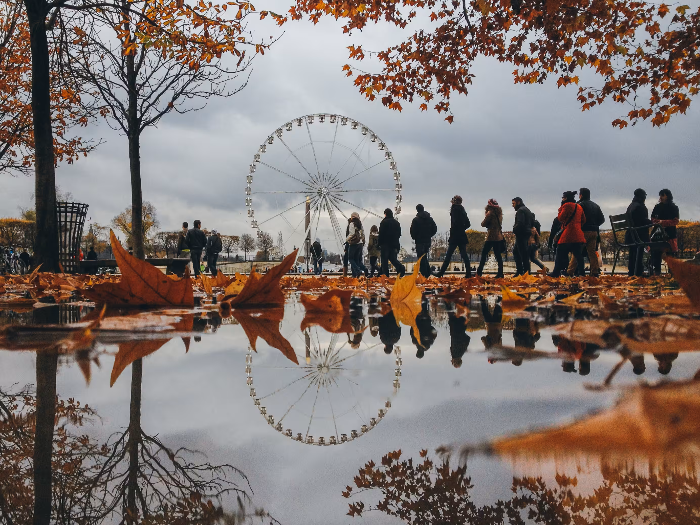 Fallen leaves