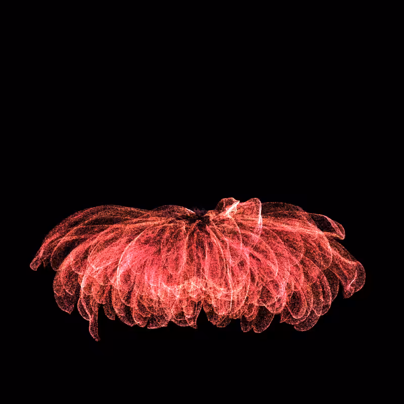 Chrysanthemum Morifolium 30 #132