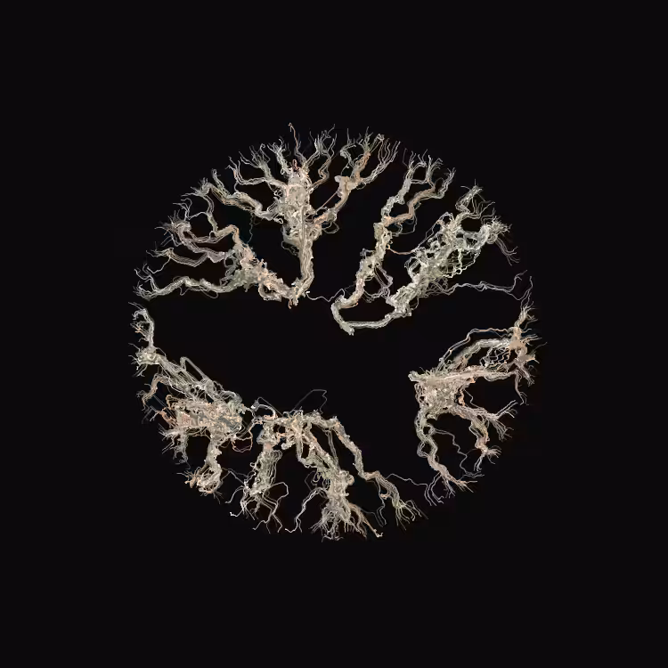 Ginseng #109