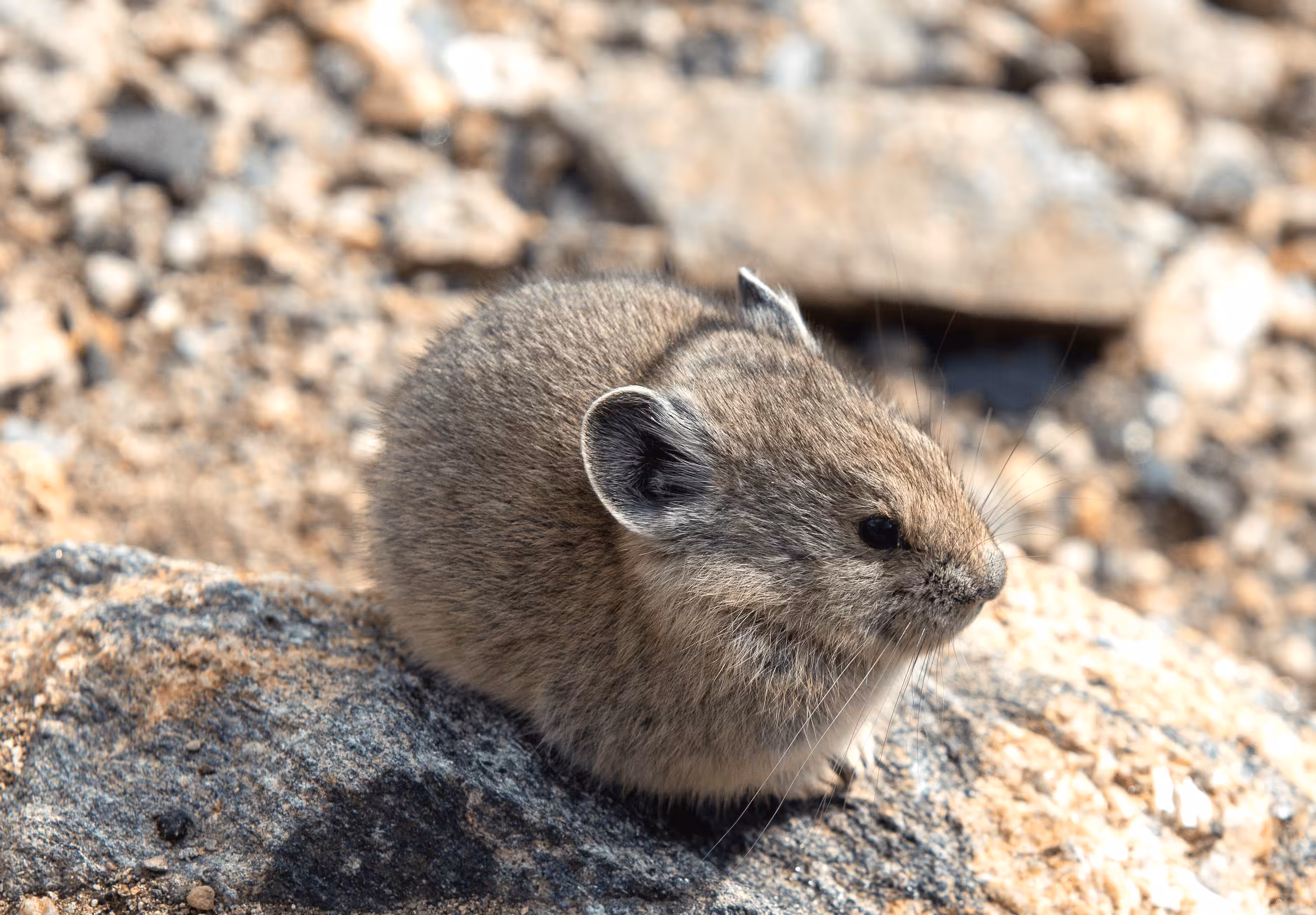 Balance #11 Pika 