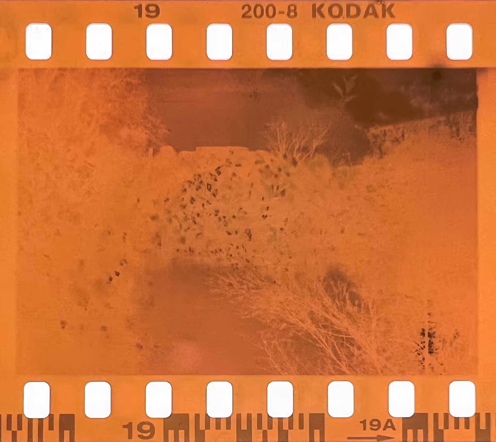 Eternal Glimpse 1/1 Film Negative