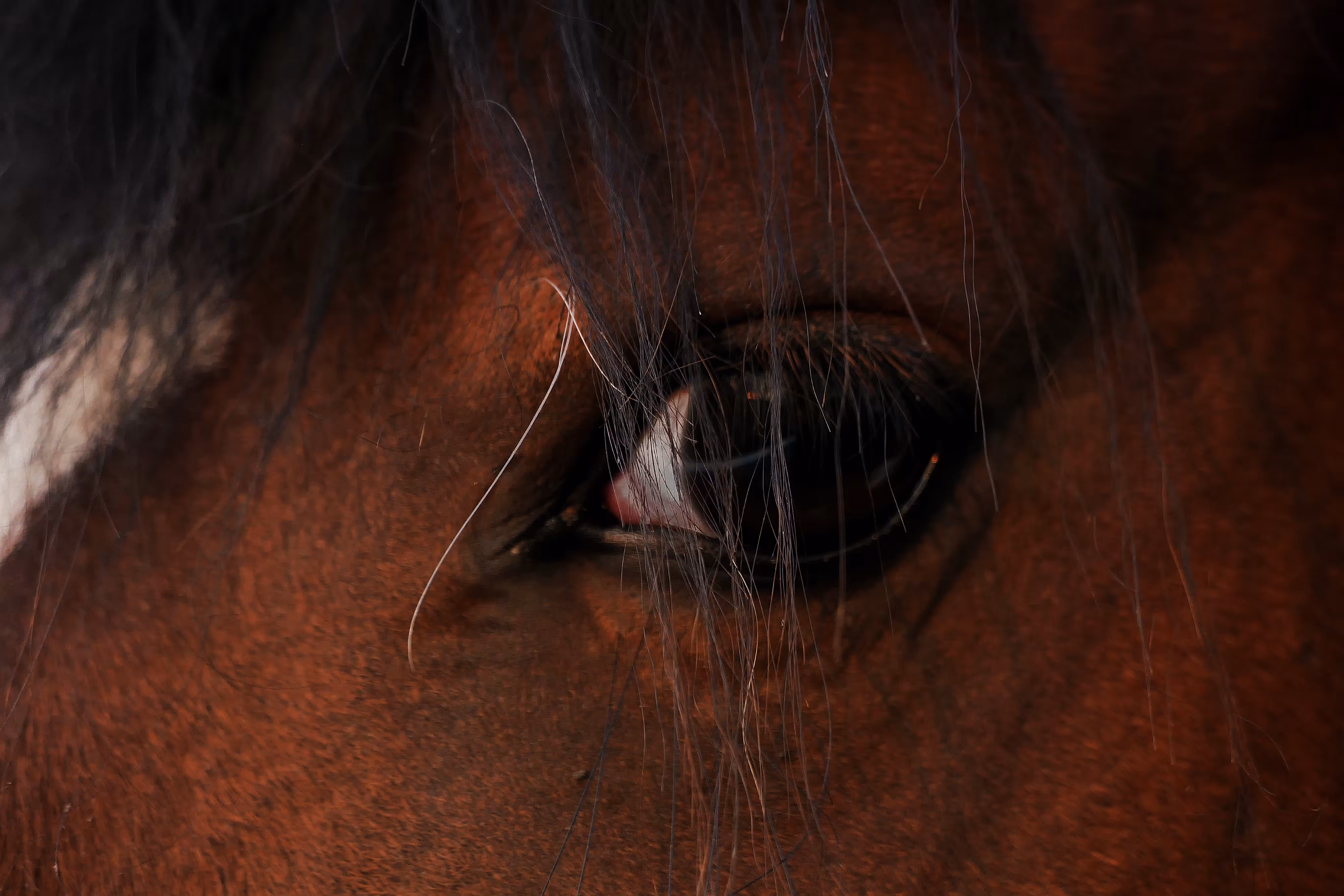 In conversation with a horse