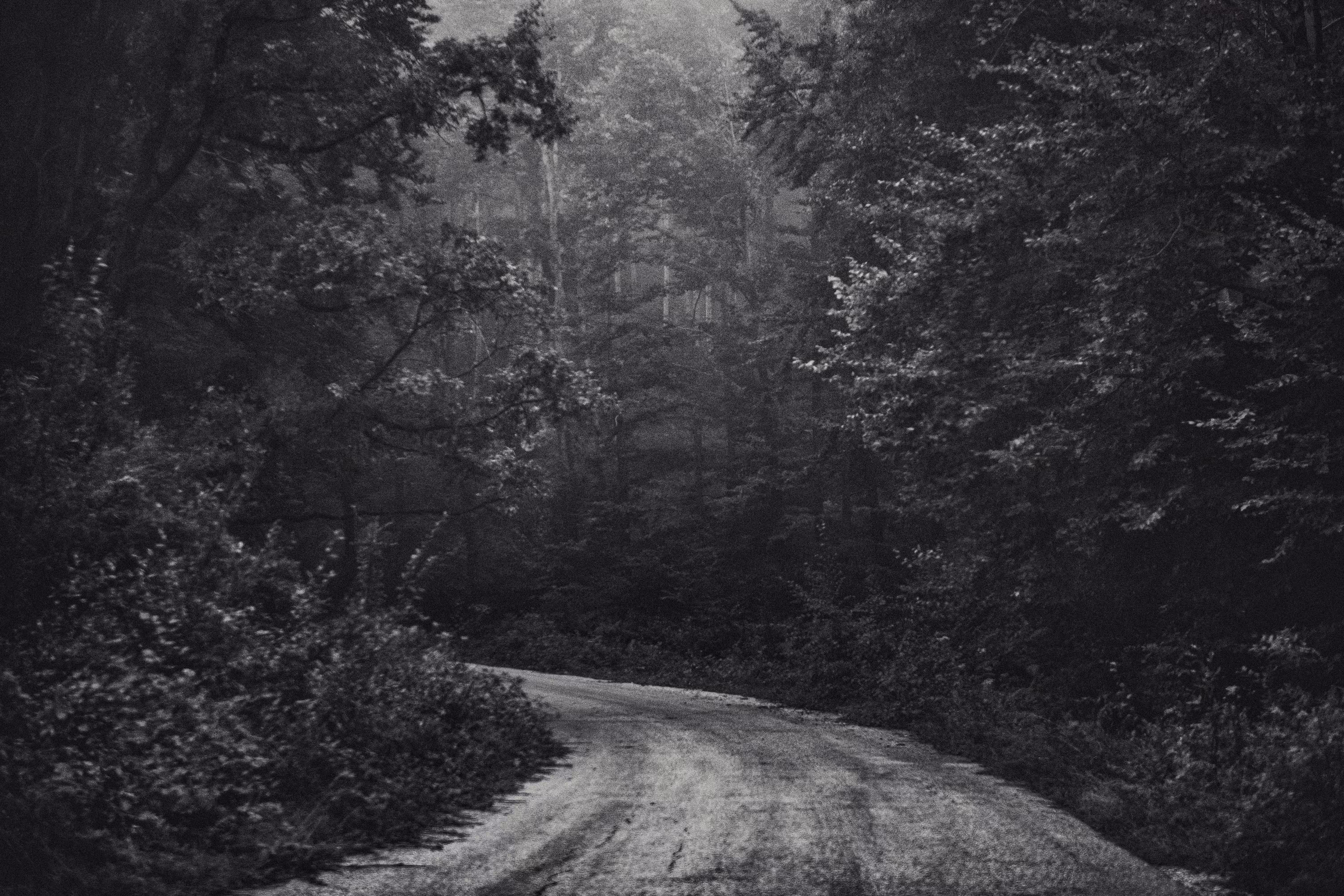 Smell of the Forest