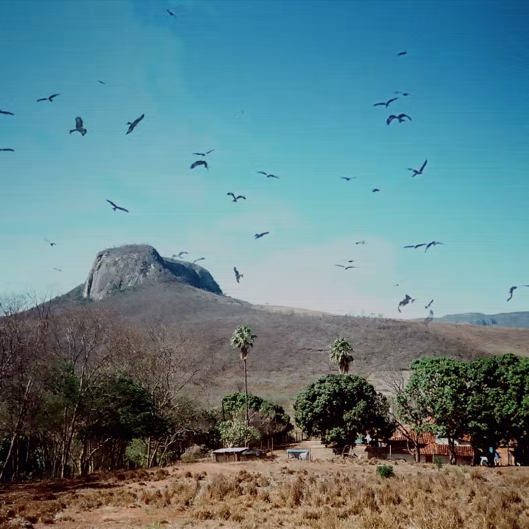 BIRD HALLUCINATIONS AT SALINAS, MG, BRASIL | ALUCINAÇÃO COM PÁSSAROS EM SALINAS