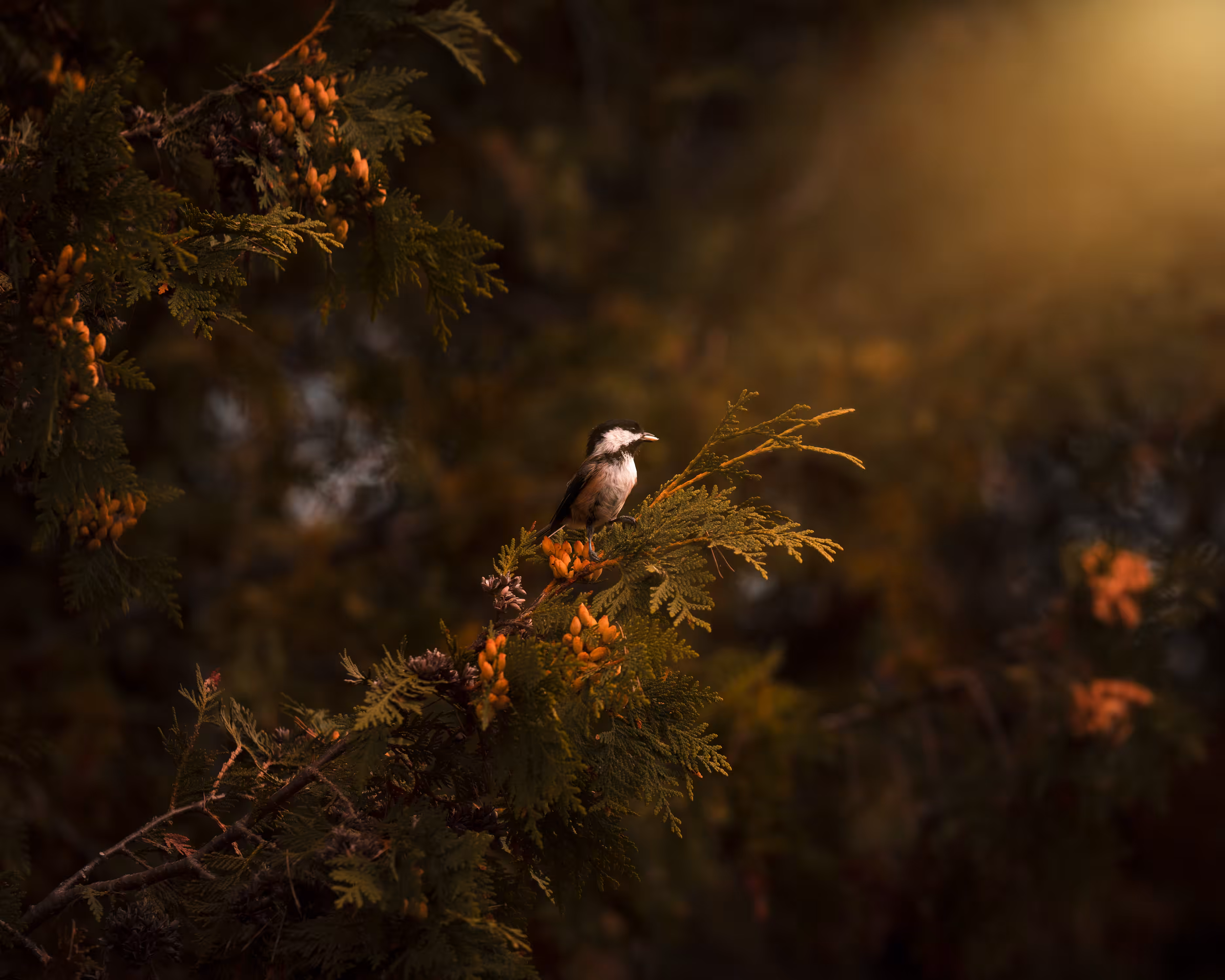 Sun Bird 