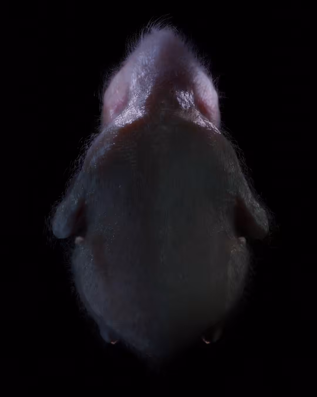 Simple chicken