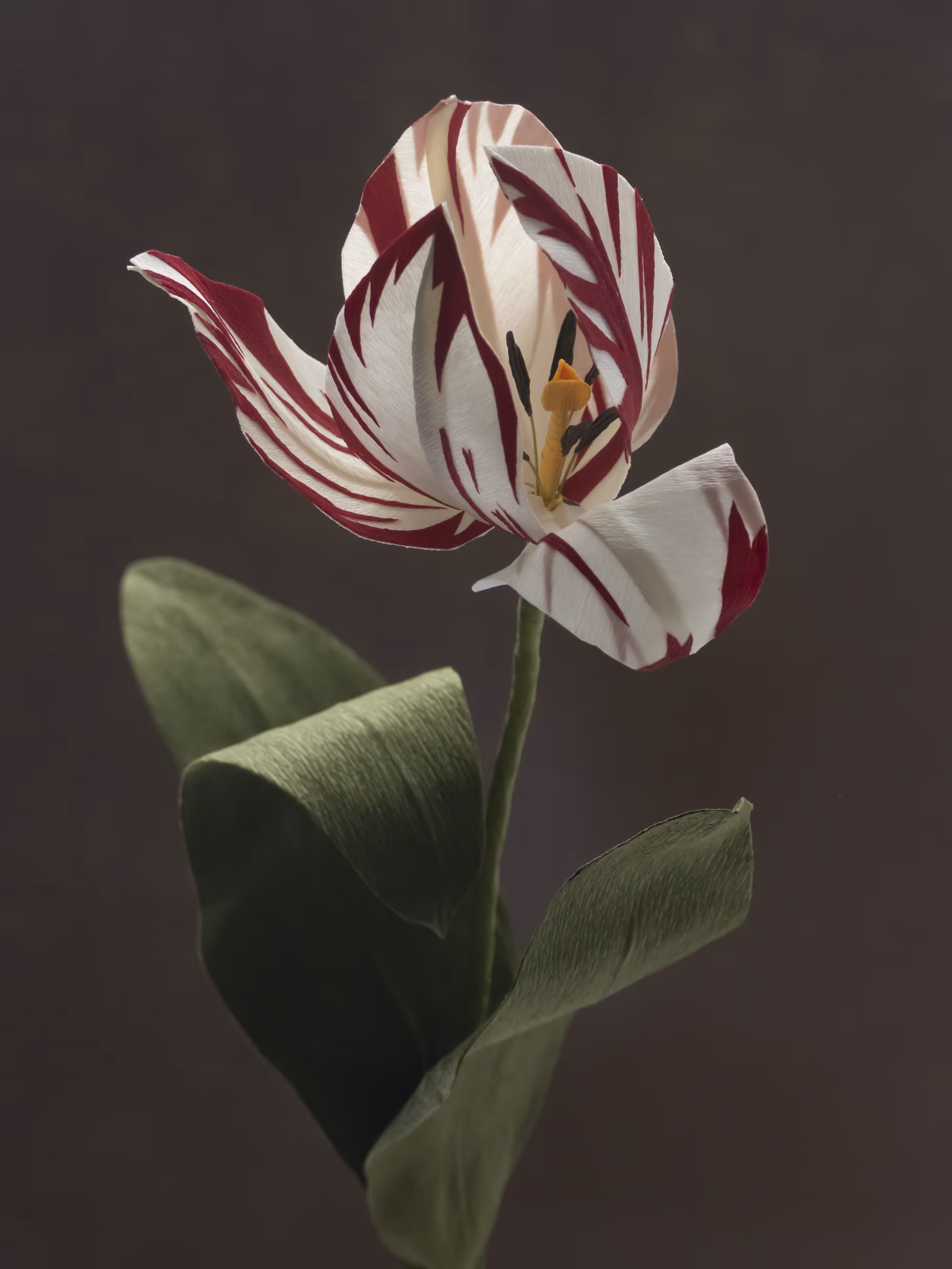 Fleur d'Artifice (Dutch Tulip)