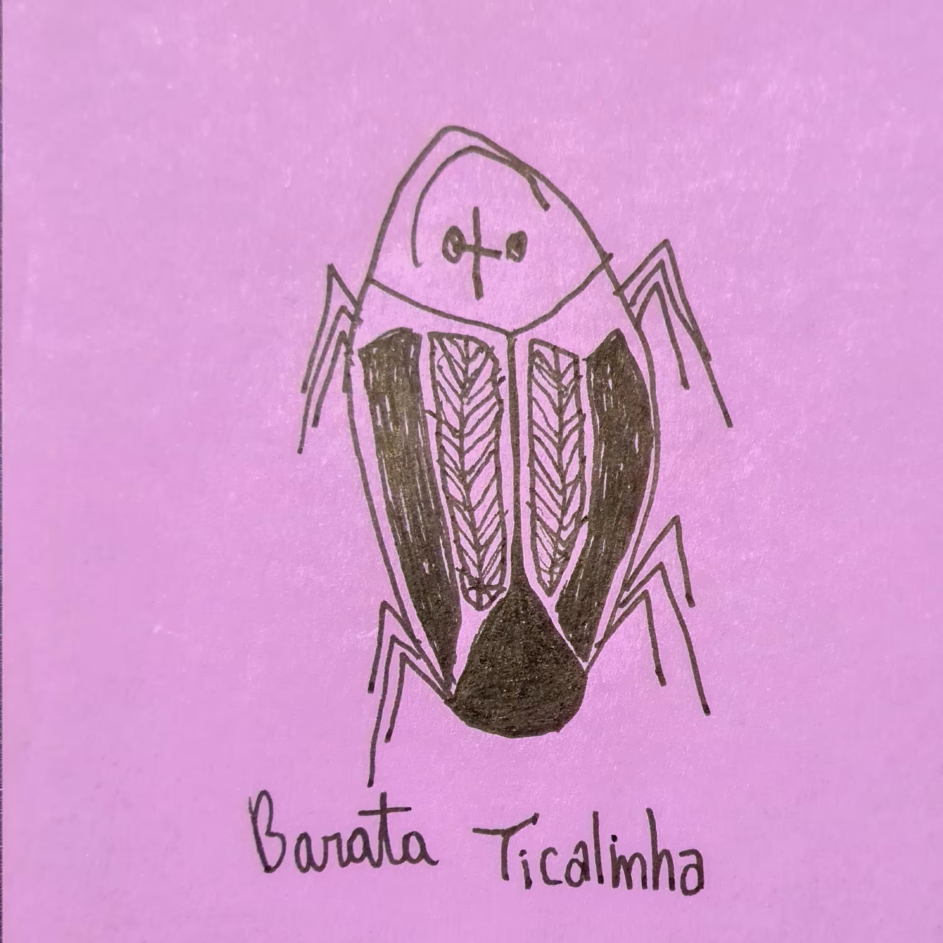 Ticalinha Cockroach