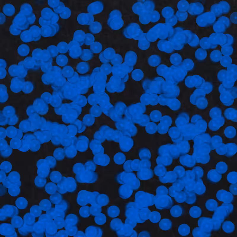 Telophase #3
