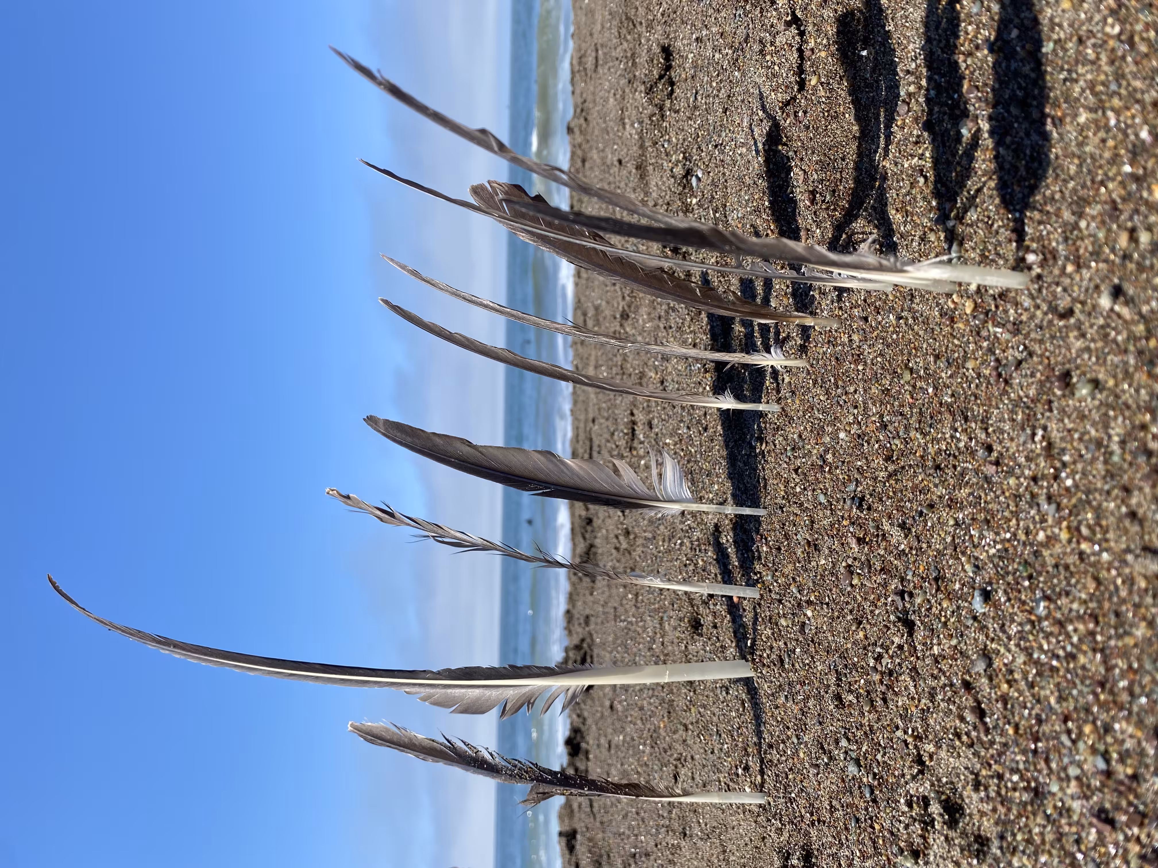 Feathers in the Sand
