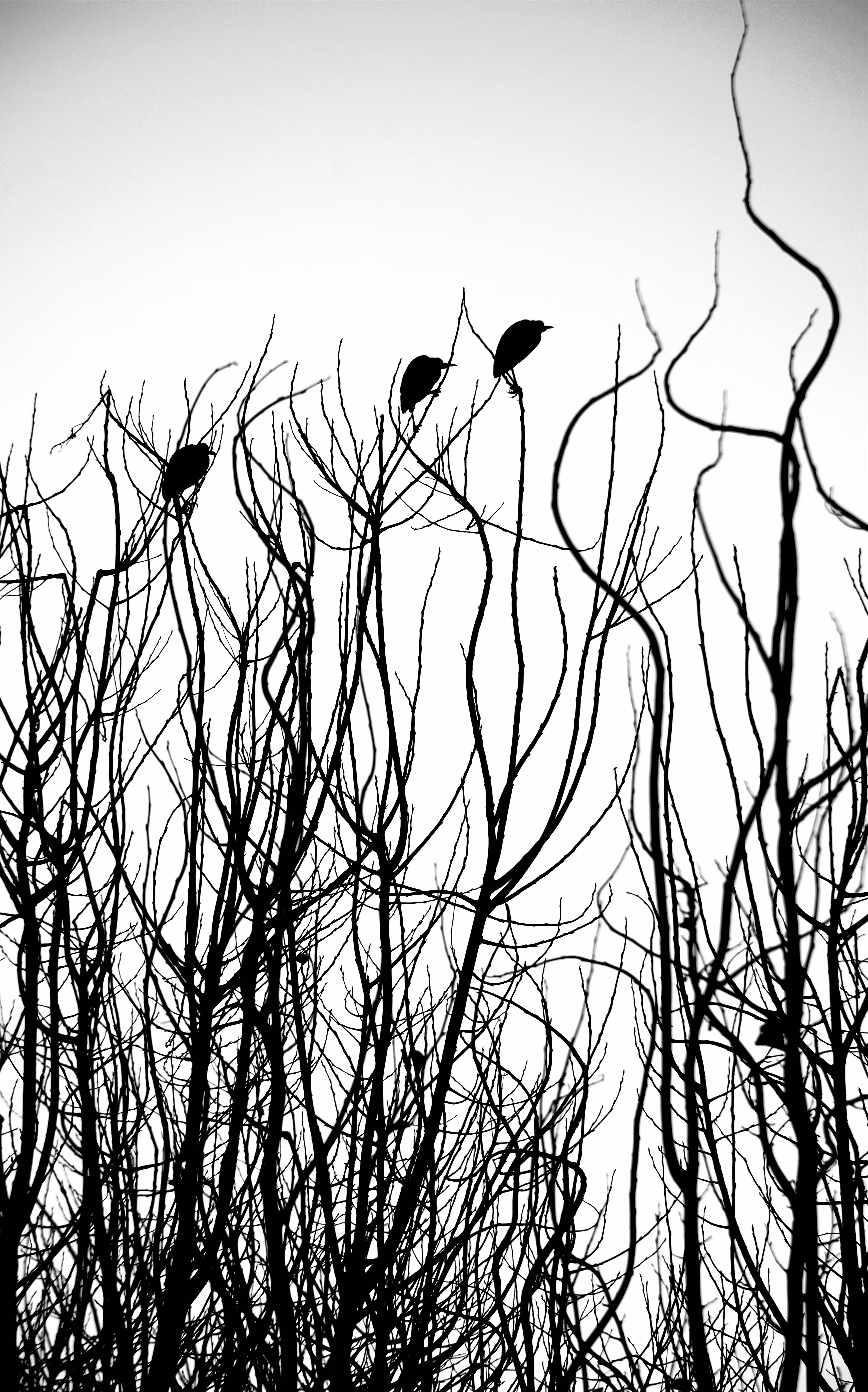 Three birds are sitting quietly on the tree