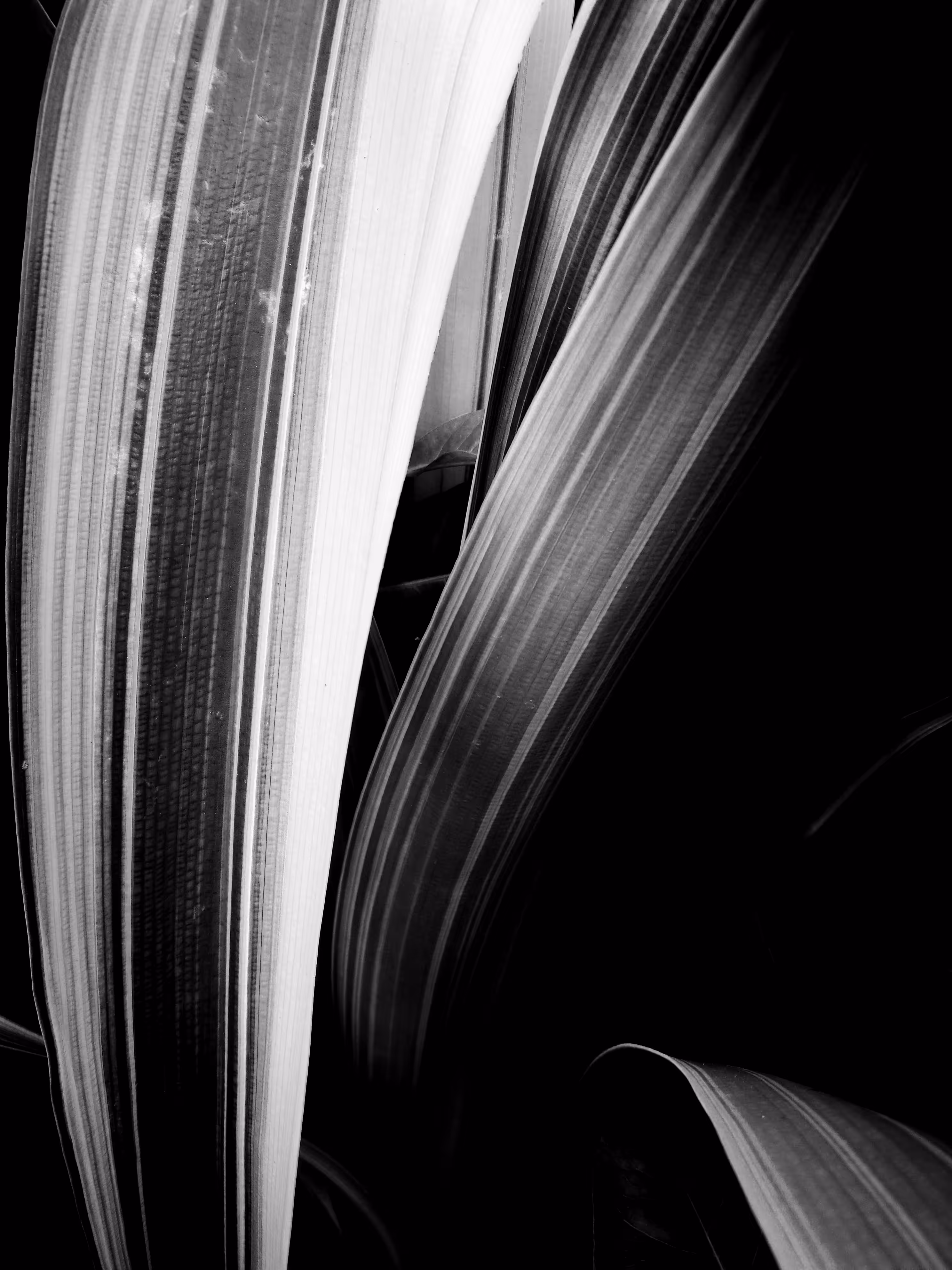 light and leaves-2