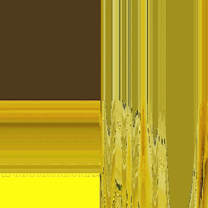 golden arches (Narcissus)