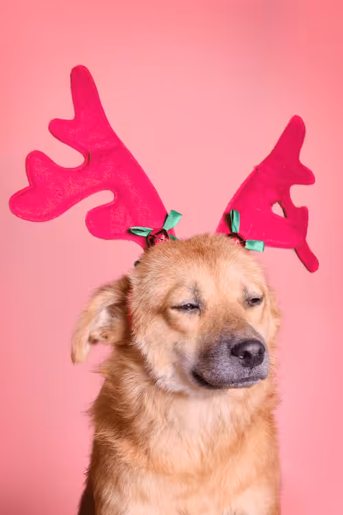ReinDoggos: Dexter