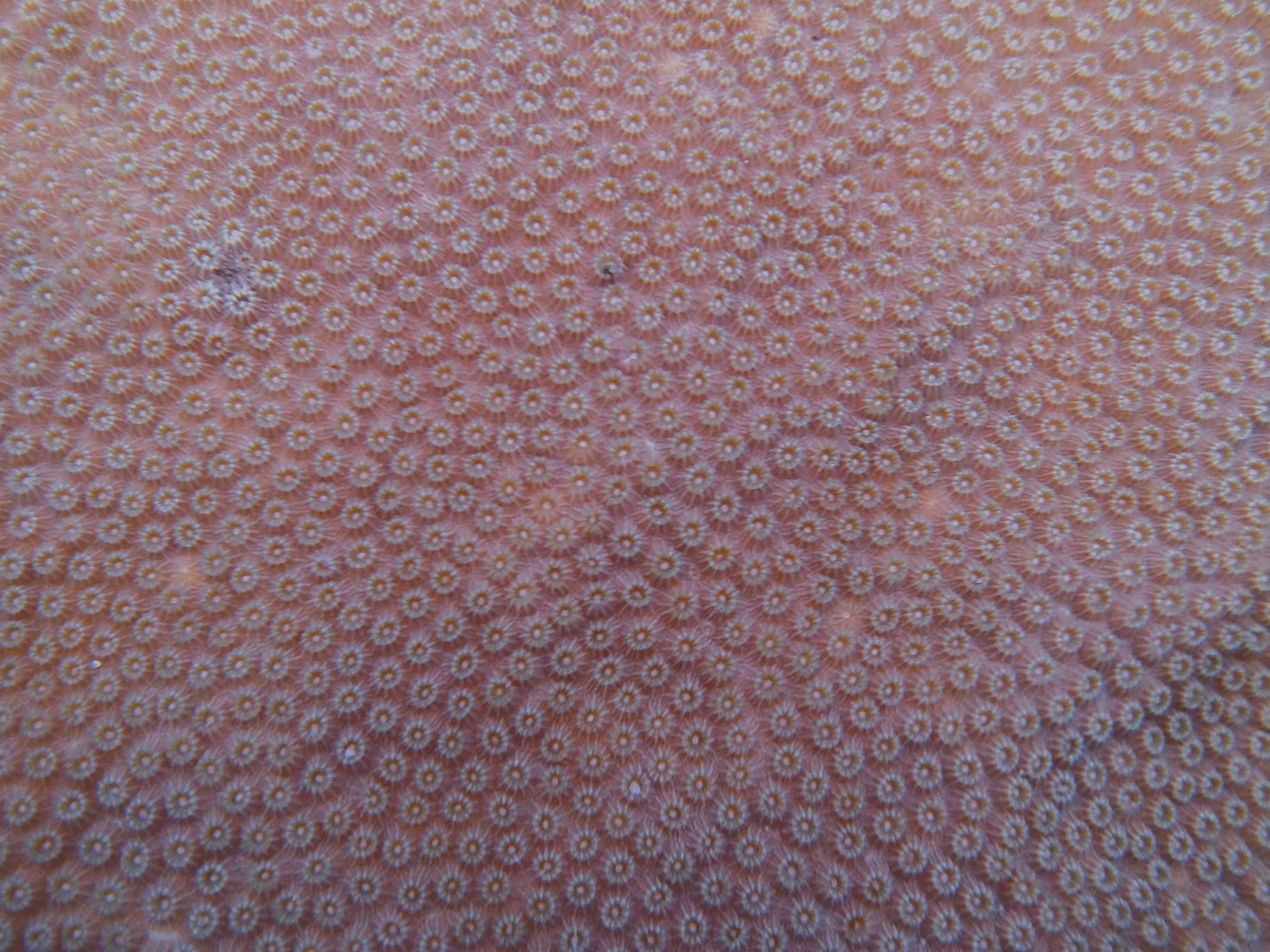 Cuba #13 - Macro Pink Polyps Corals Artwork
